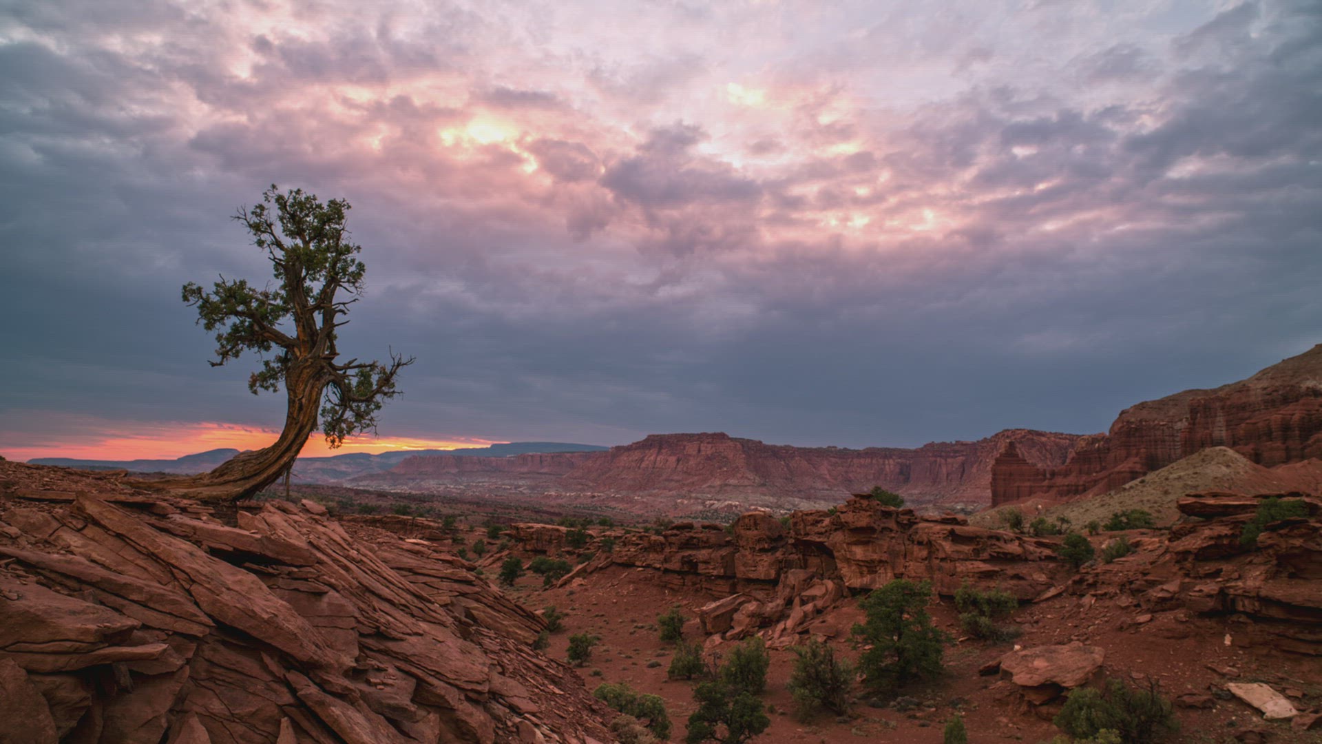 Single juniper bush against the desert sky at dusk in Capitol Reef