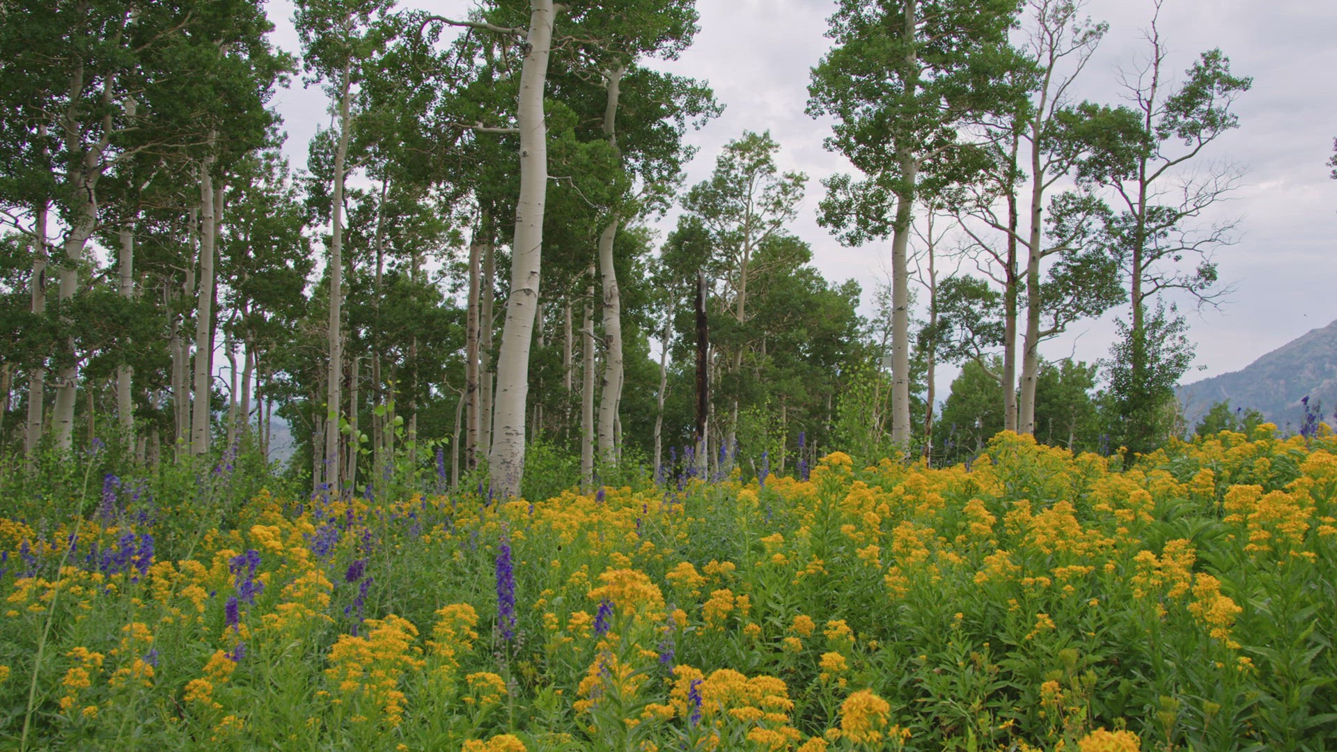 Panning view of color flowers in meadow in aspen tree forest