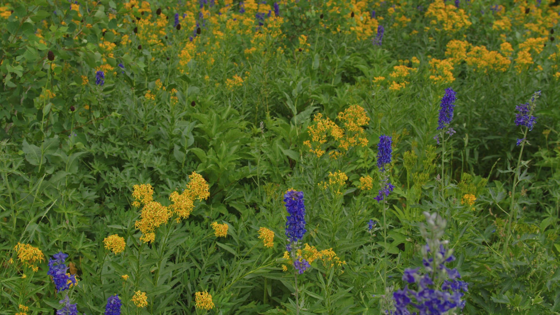 Looking up from flowers to forest in the Nebo Wilderness