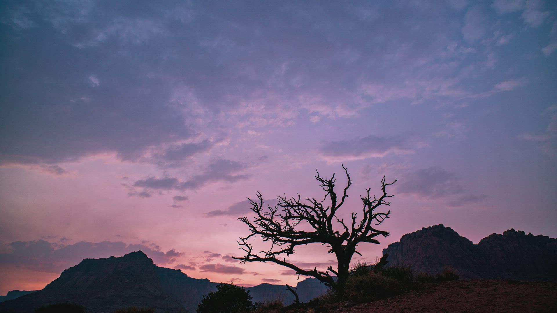 Single tree silhouetted against the sky at sunset in the desert