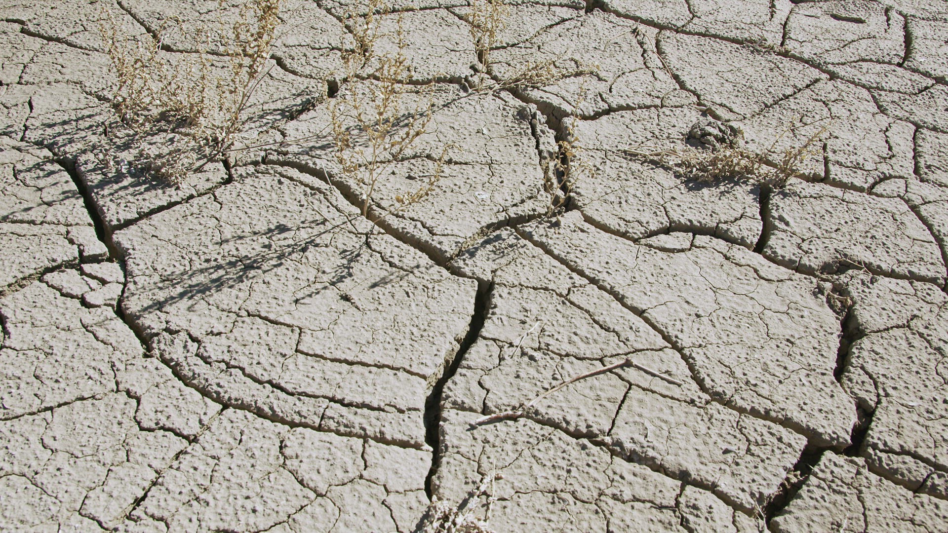Dry soil with weeds growing out of the cracks of the mud