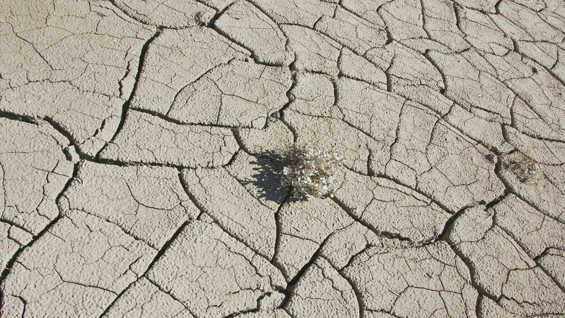 Rotating around single plant growing up through dry cracked mud