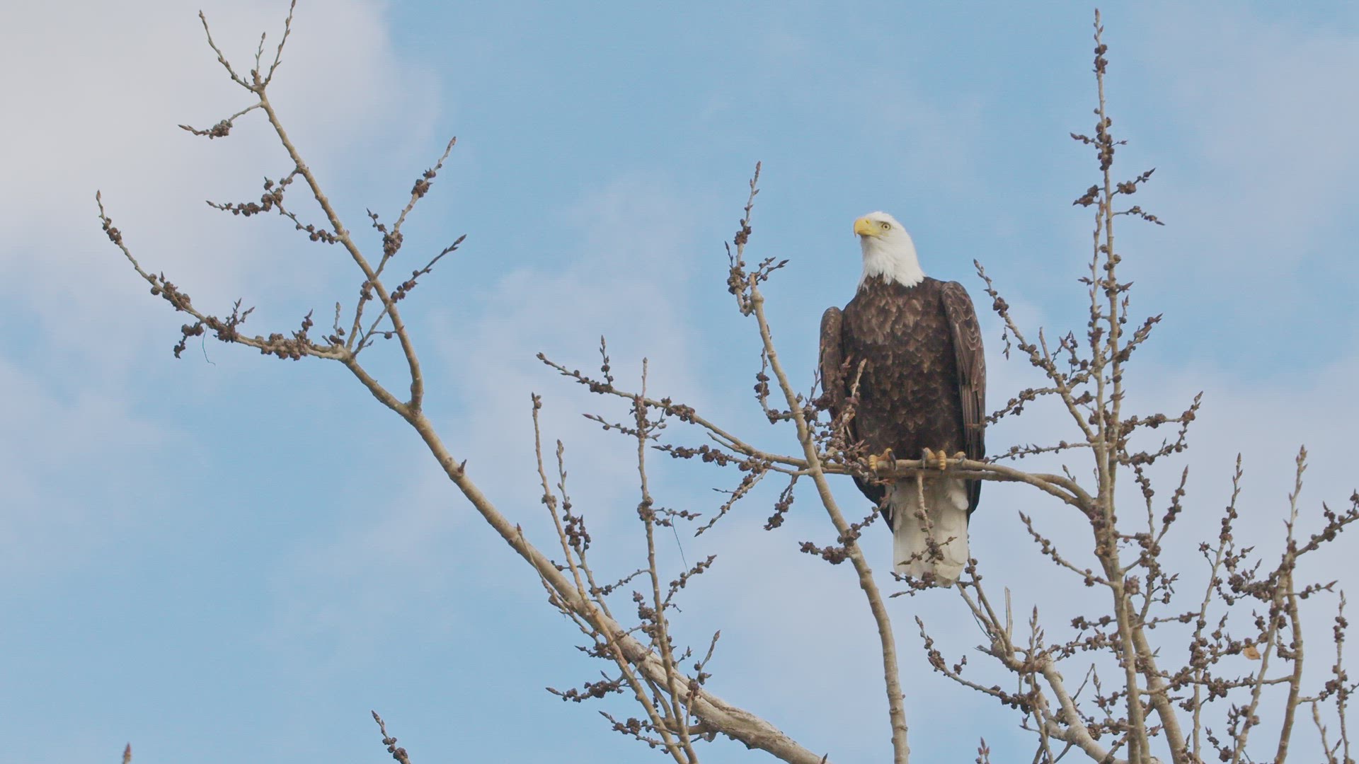 Slow motion of a Bald Eagle taking flight from a tree