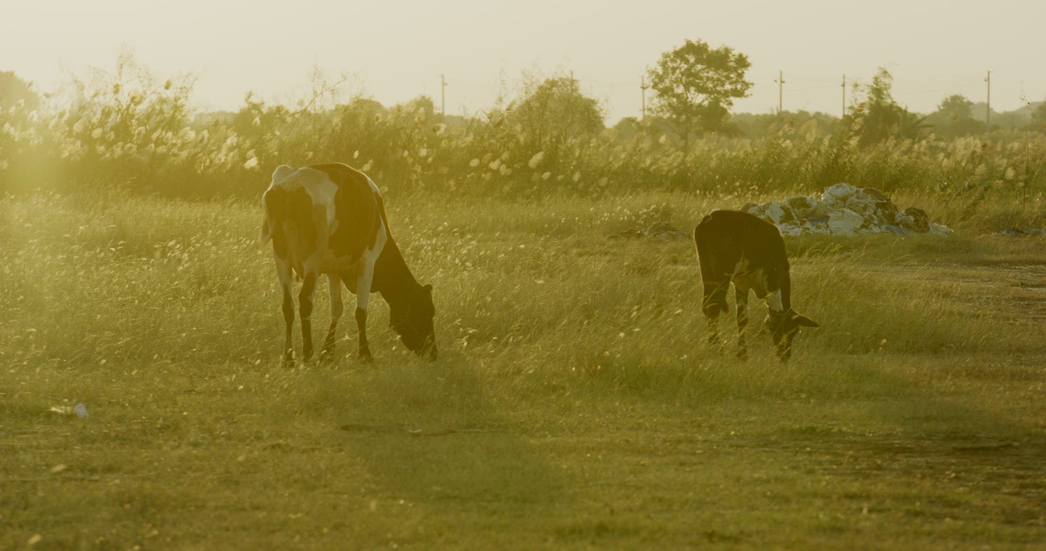 Cows grazing in grassland at sunrise