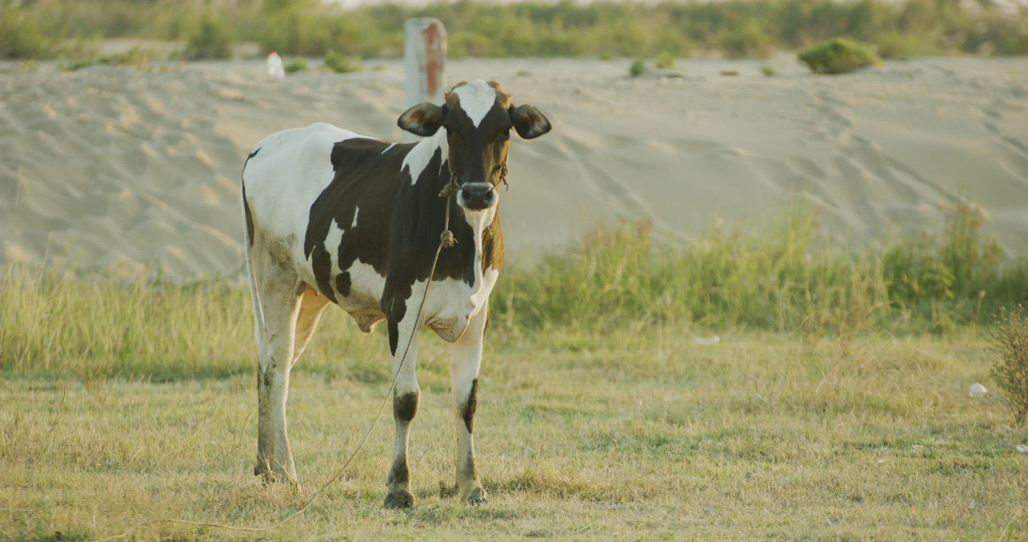 Sotted cow looking at camera