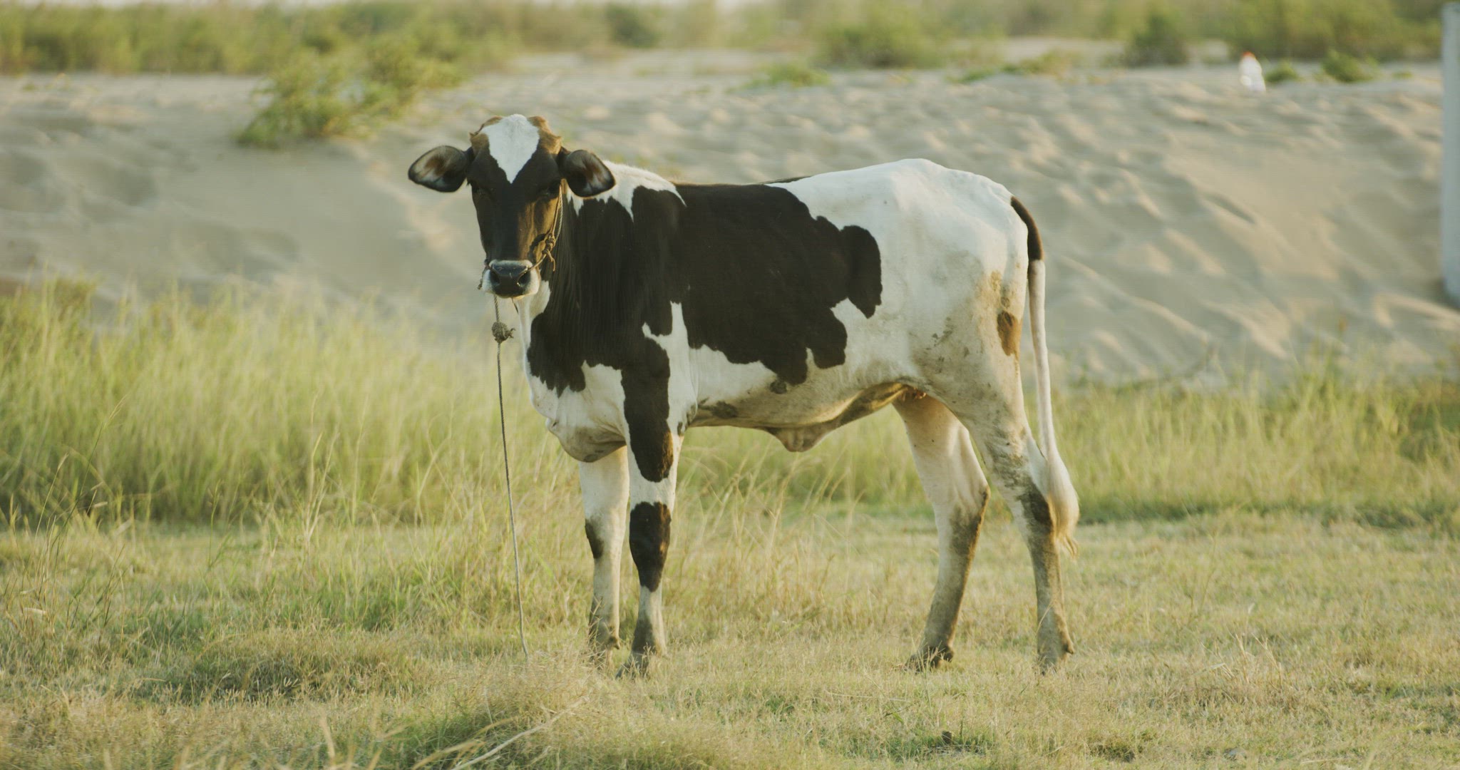 Cow looking at camera at sunrise