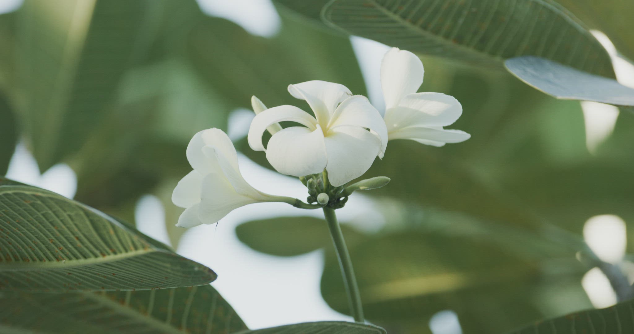 White flowers in soft wind