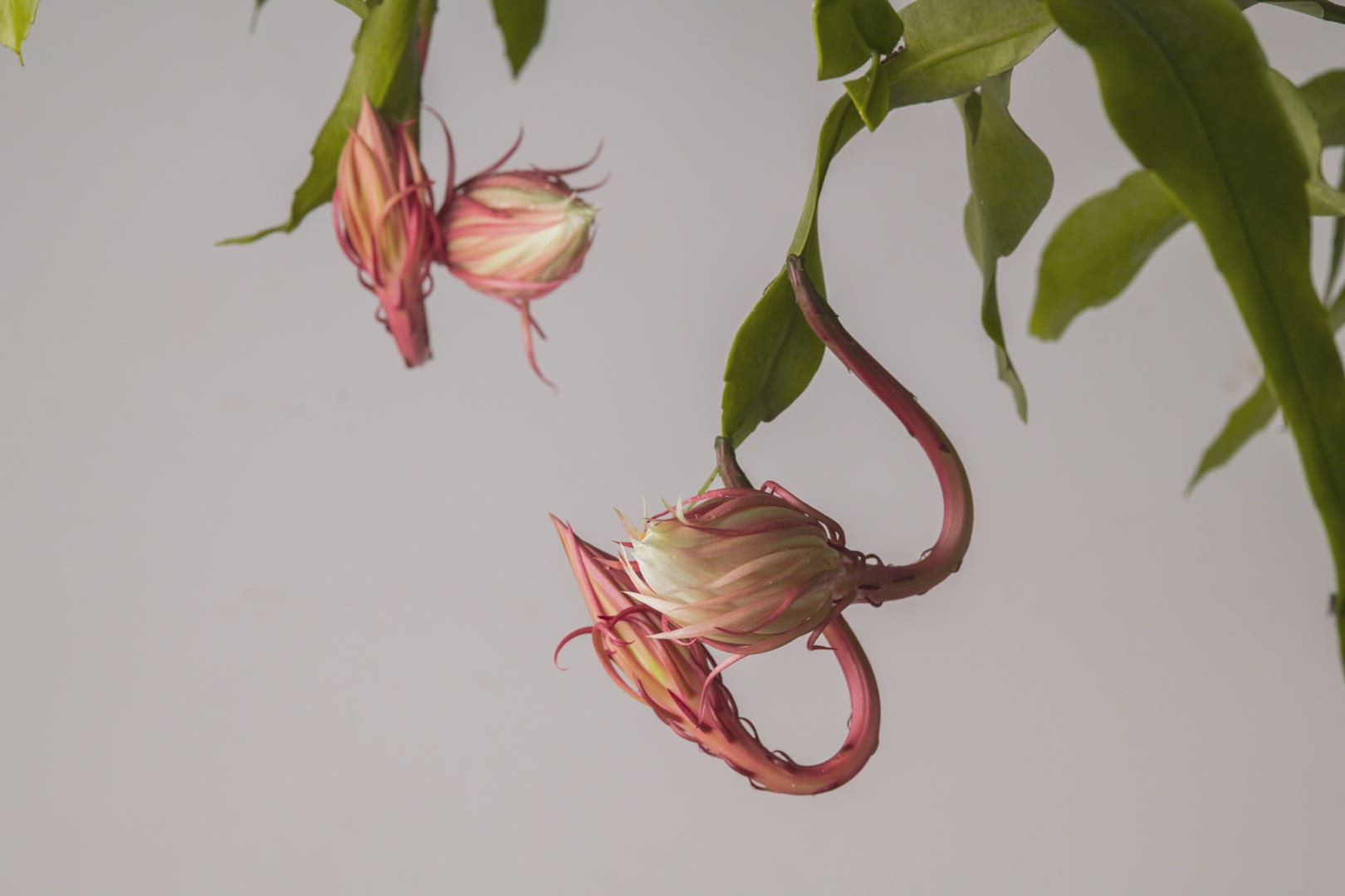Bloom Timelapse : Dutchman's Pipe Cactus
