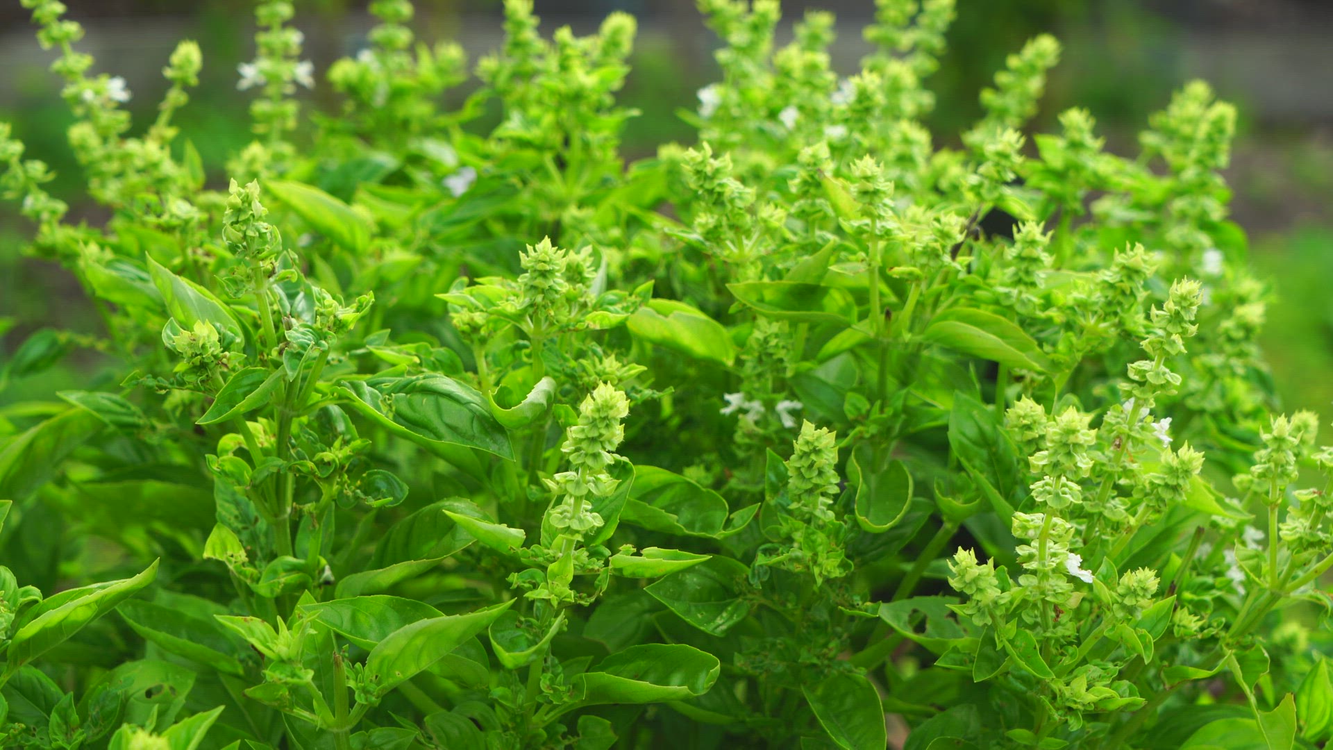 basil plants with flowers