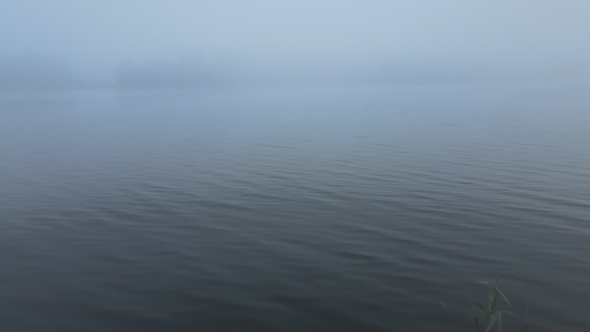 drone shot - flying over lake and reed in foggy weather