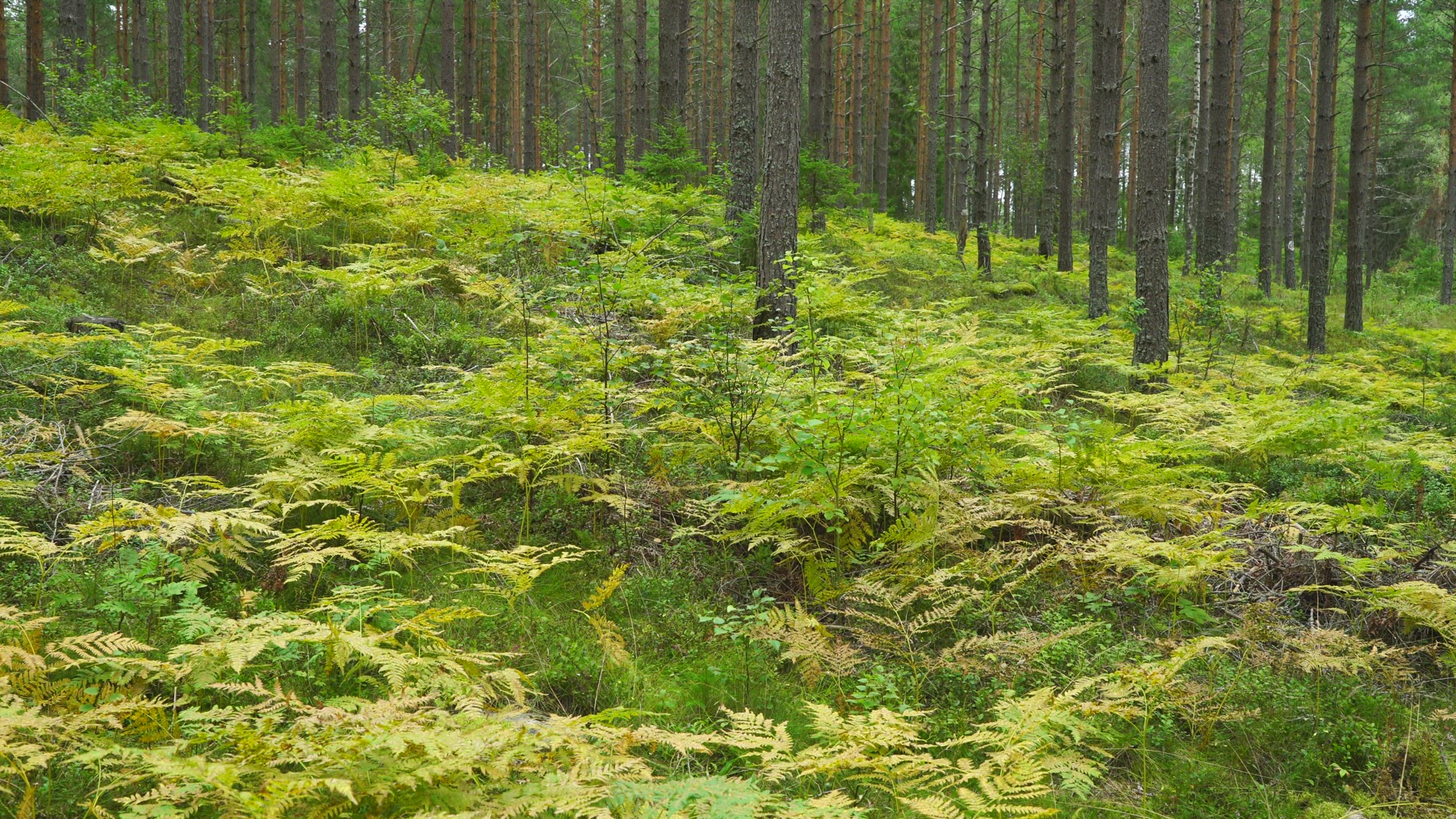 interior forest in sweden - fern bracken