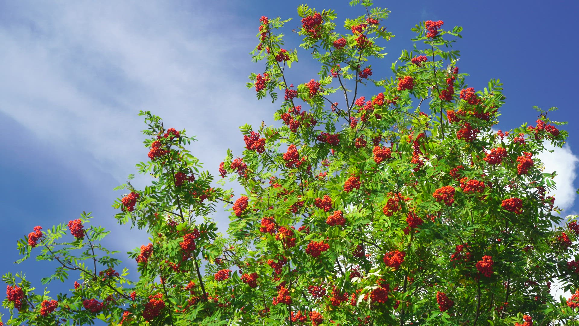 rowanberry tree