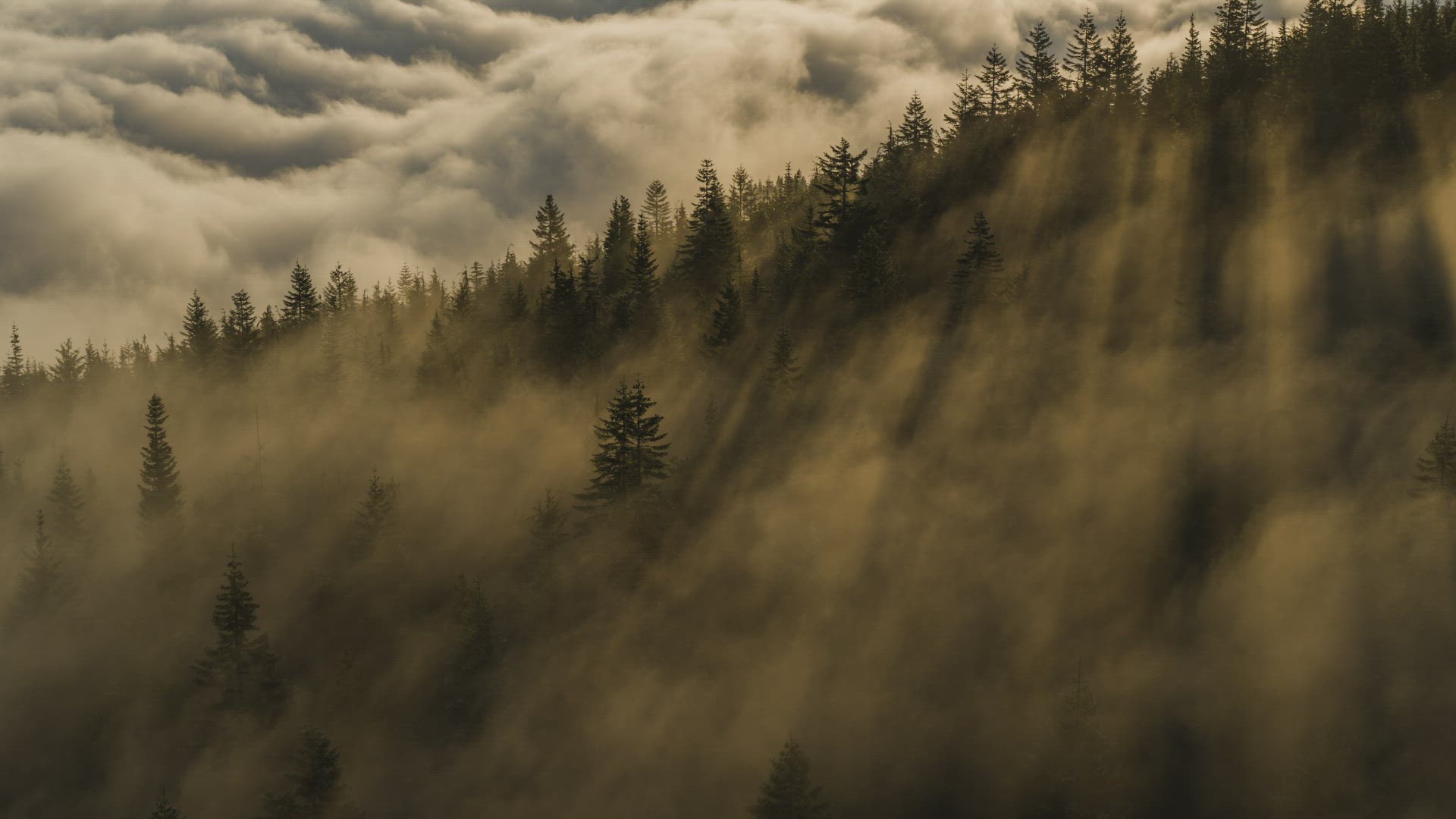 Foggy Forest Light Beams Aerial 6K