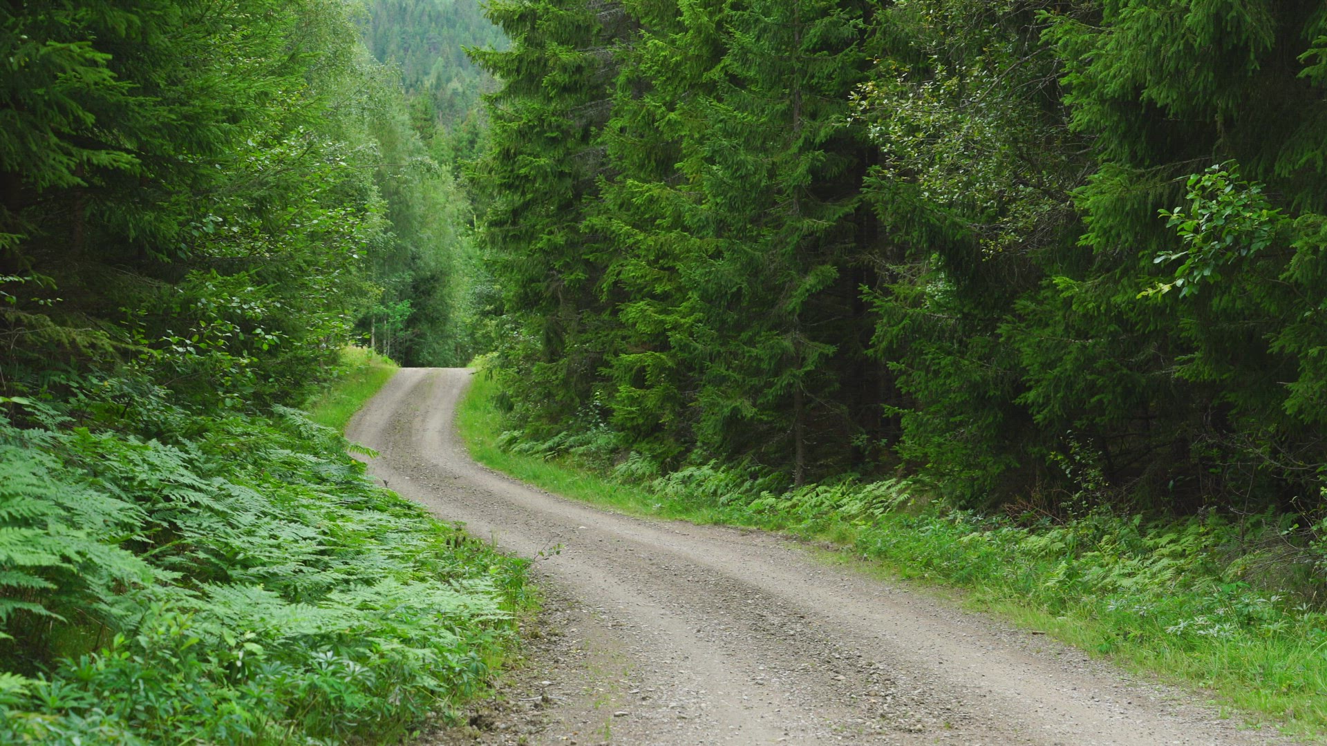 small country road in forest - end of the road