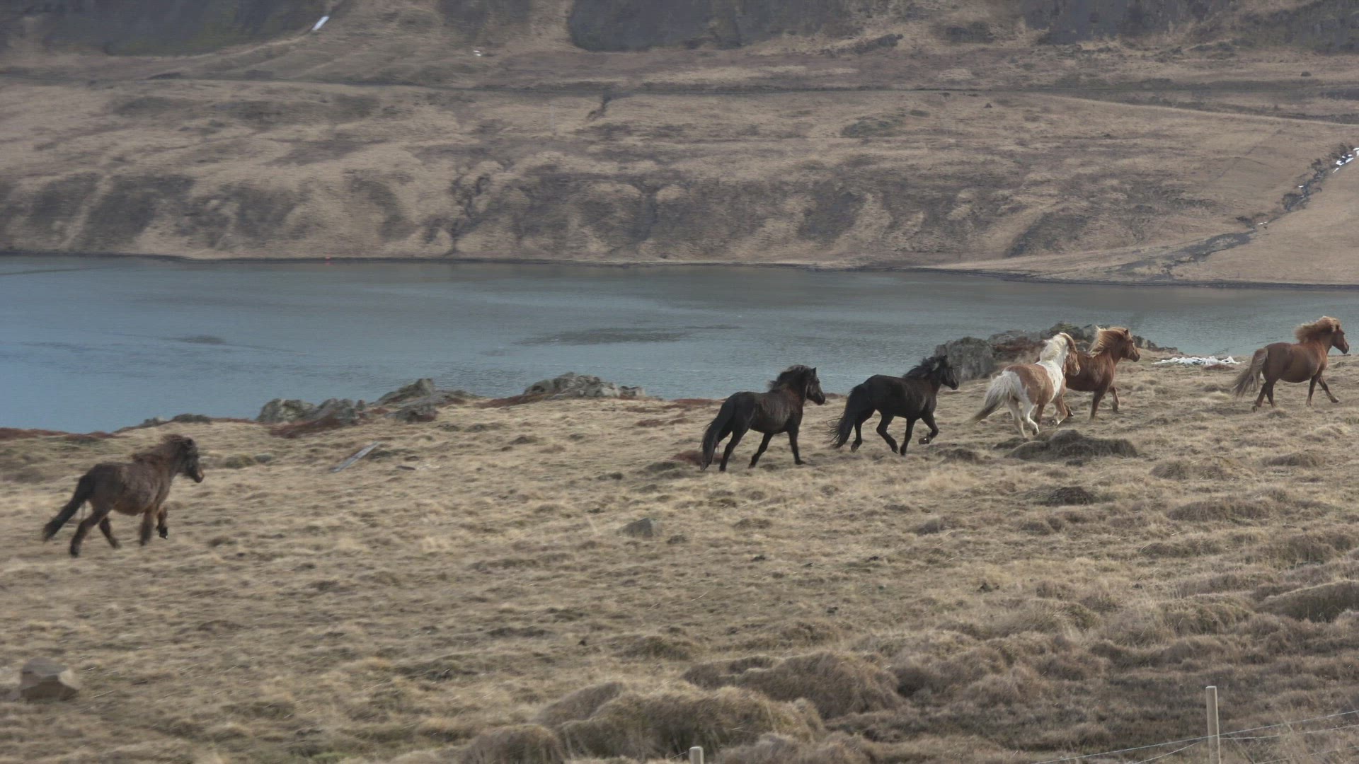 Horses Running