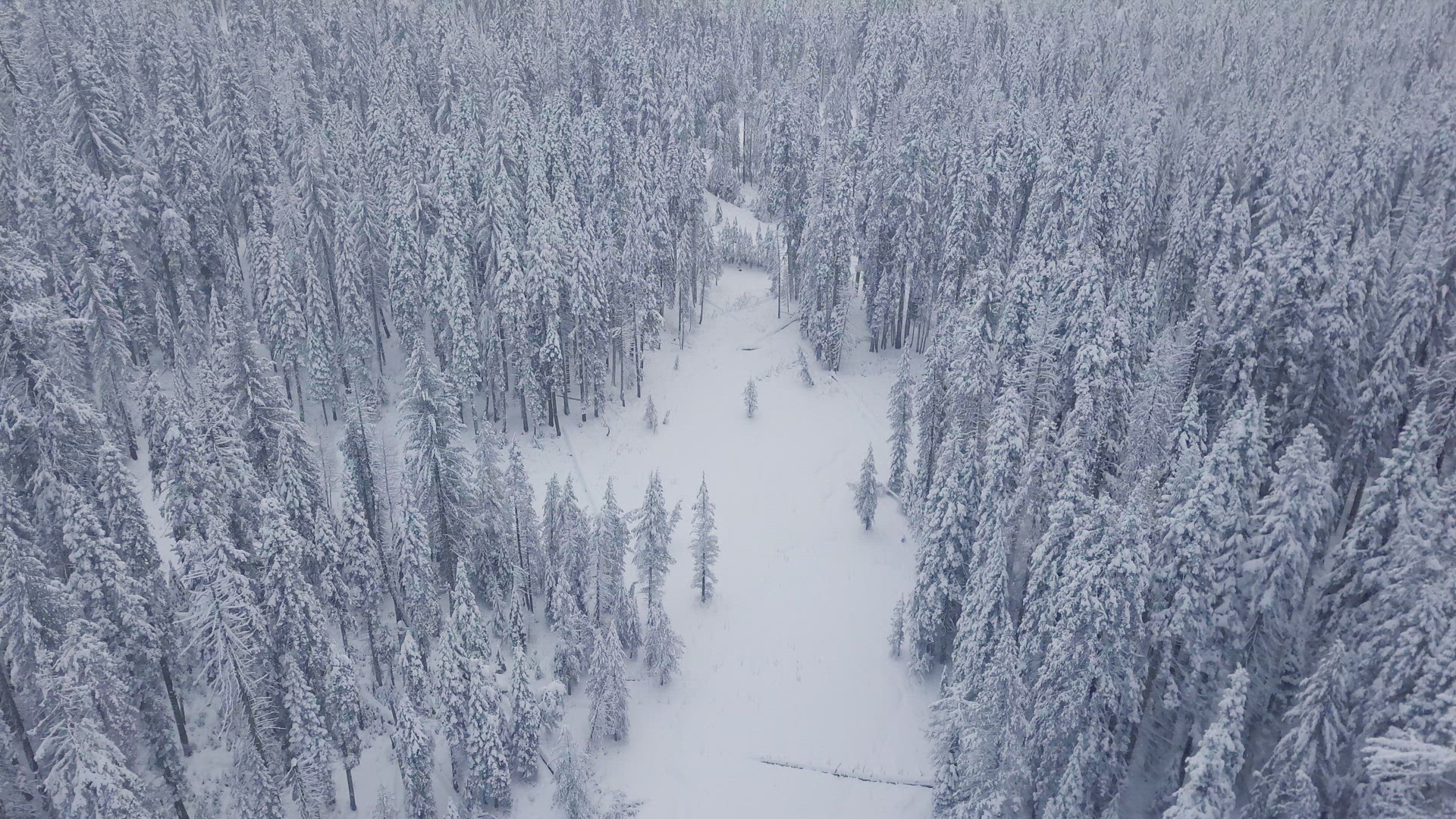 Snow Trees