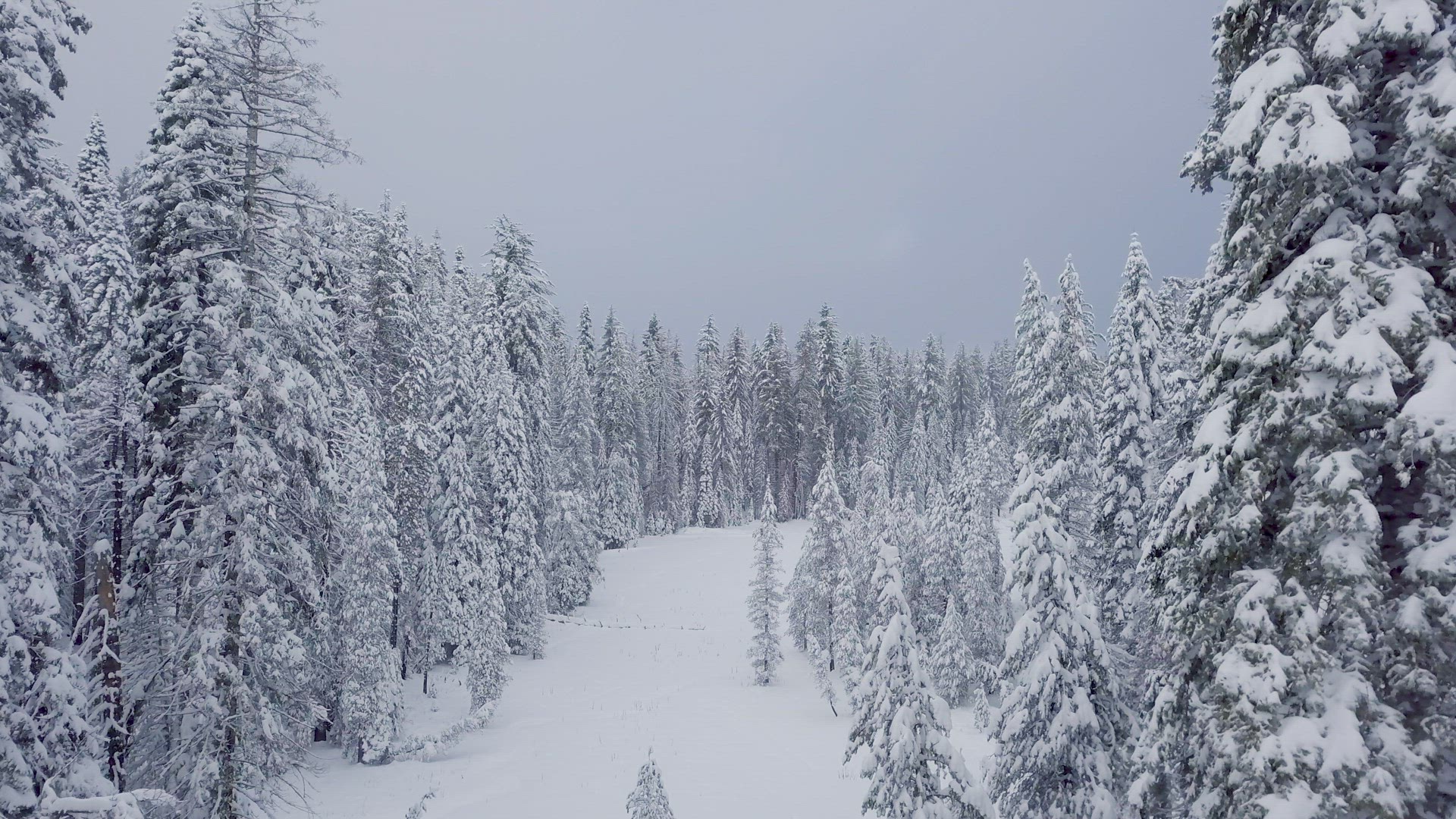 Snow Trees aerial