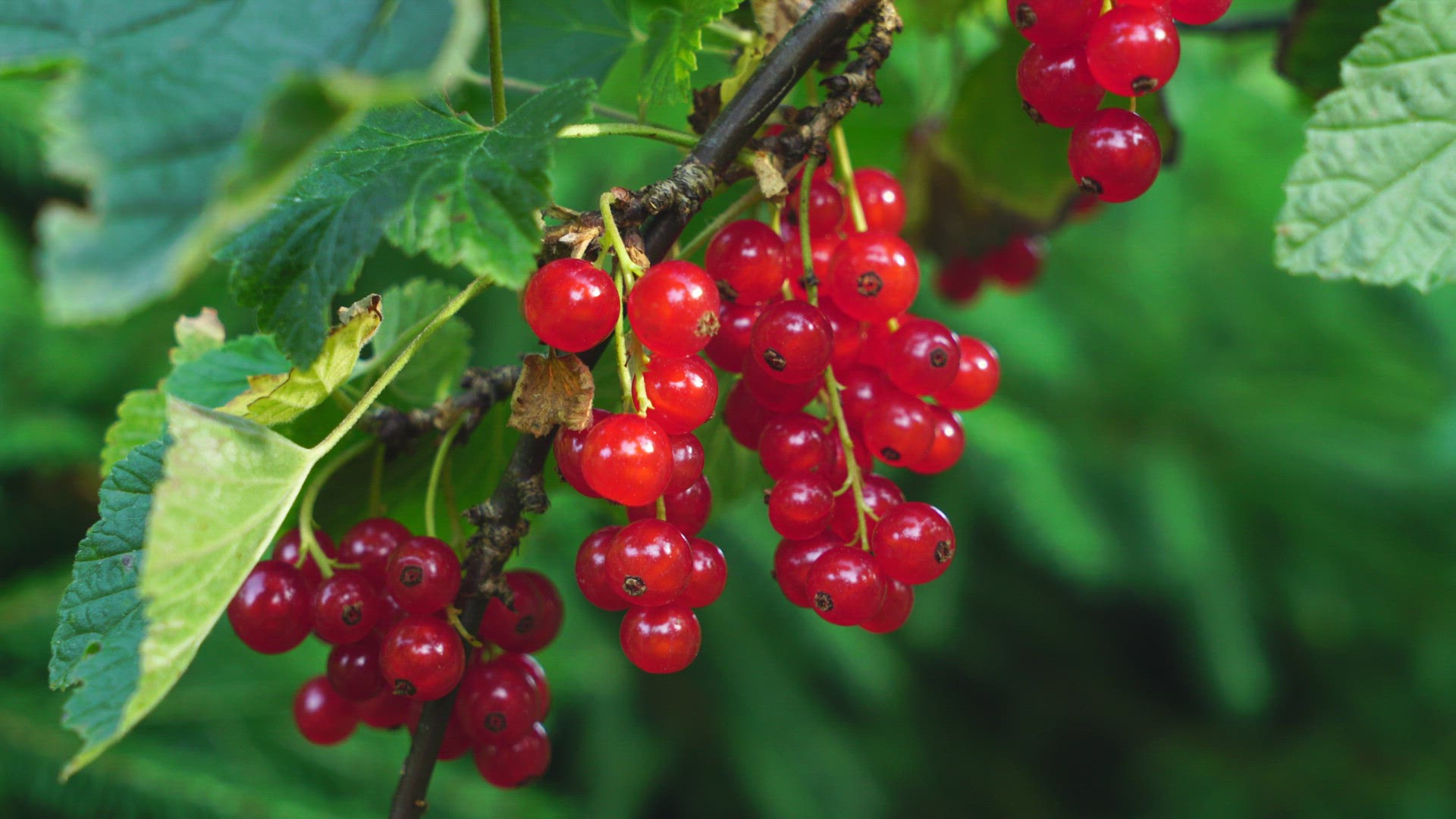 red currant twig
