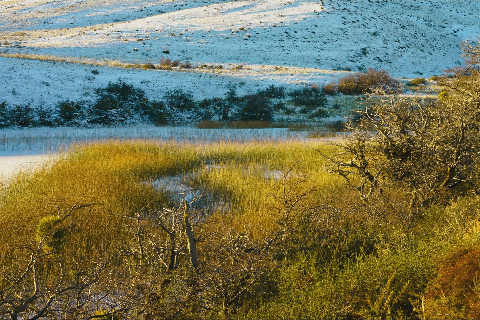 time lapse of color change in reed beds