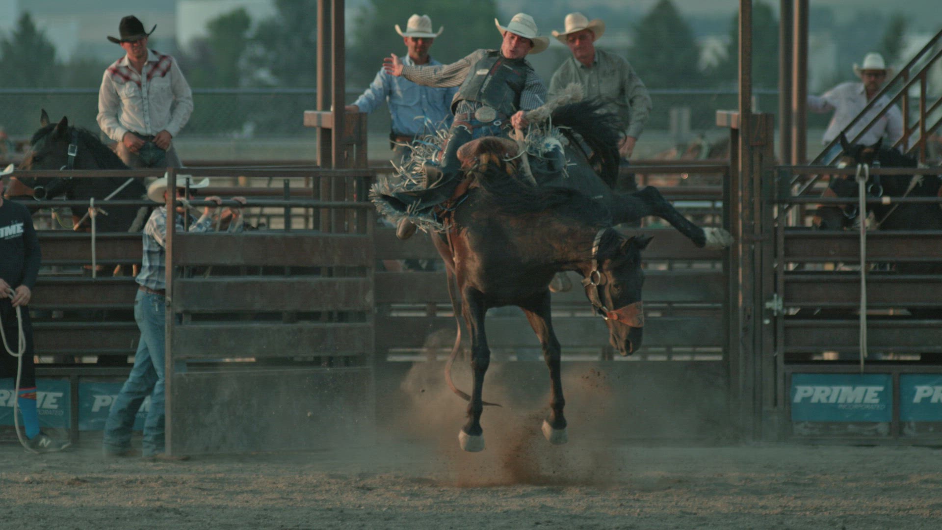 Rodeo Bucking Bronco Horse