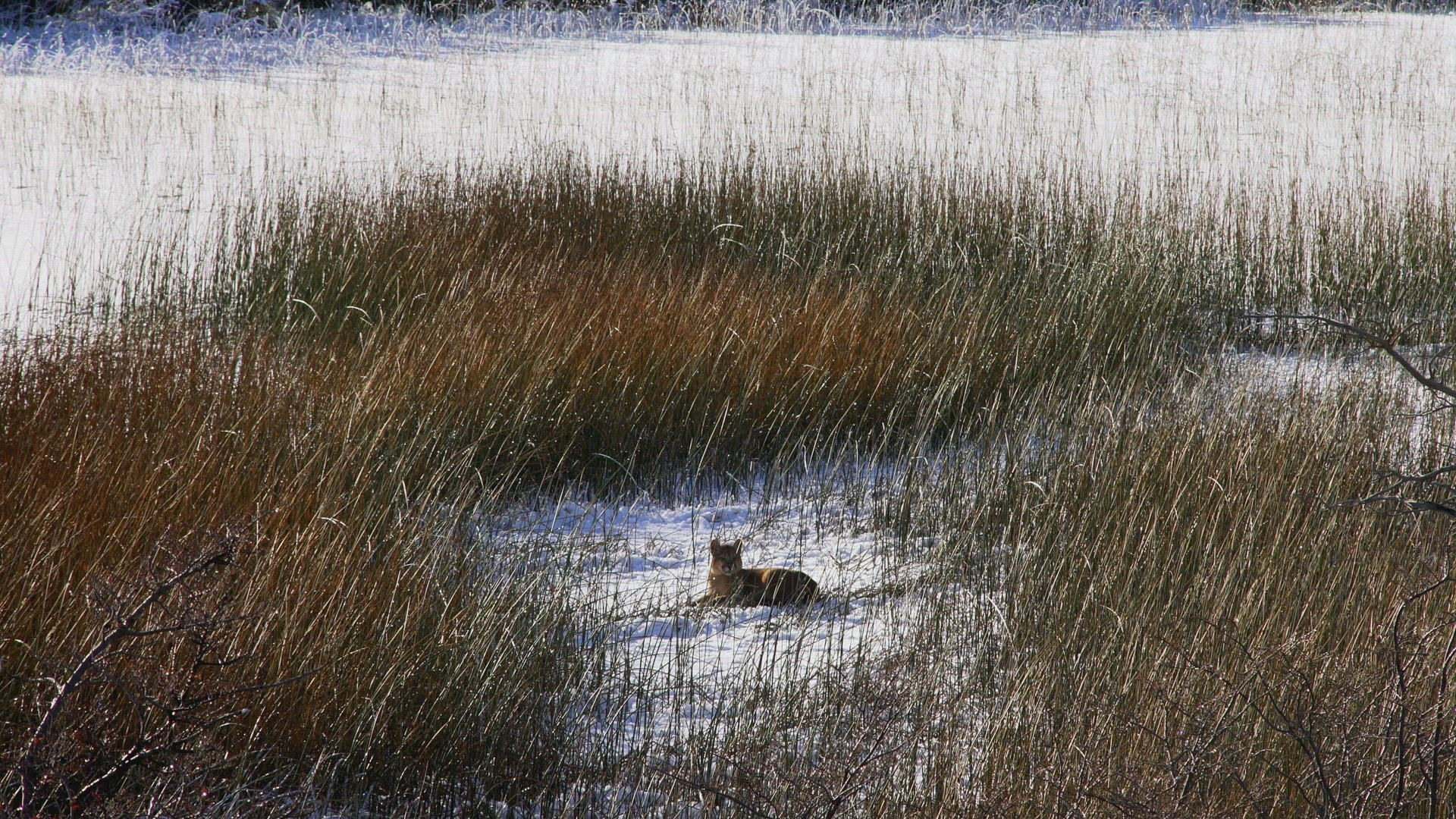 Wild Puma Cub Sitting On Snow Covered Ground Hidden Amongst Tall Grass
