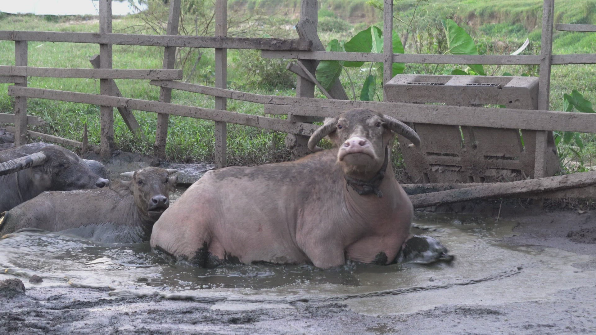 Water buffalo lay down to muddy water