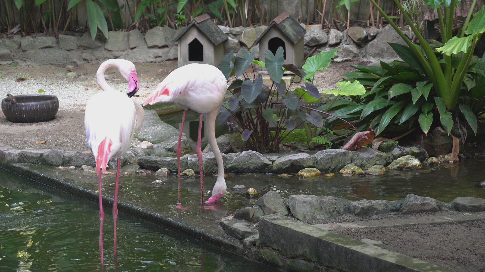 Cranes drink water and clean the feather