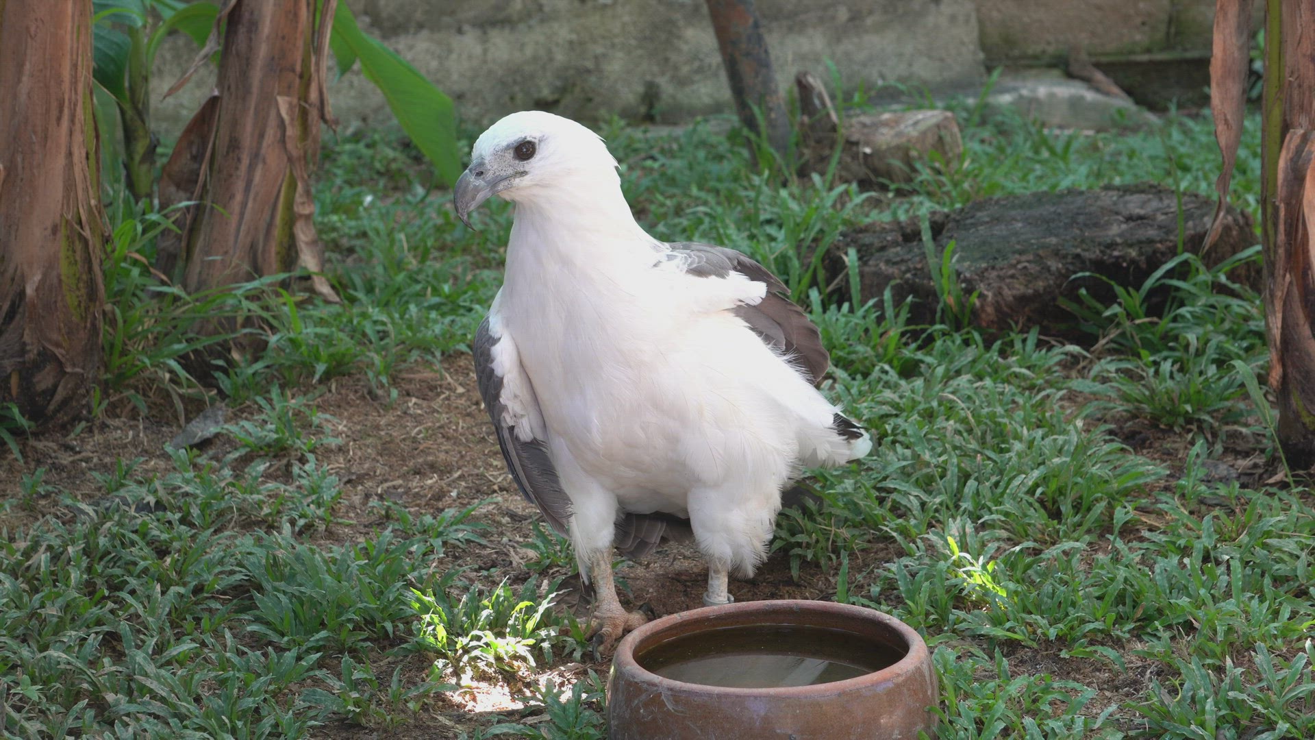 Eagle in front of water bowl