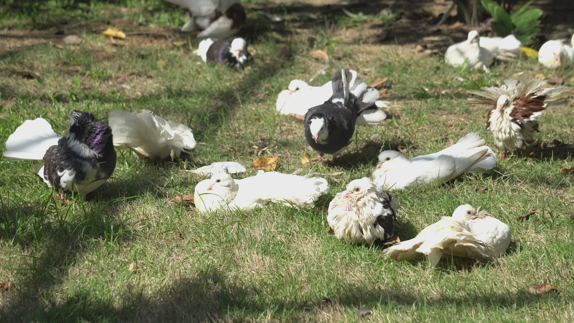 Group of pigeons with tag on leg walk