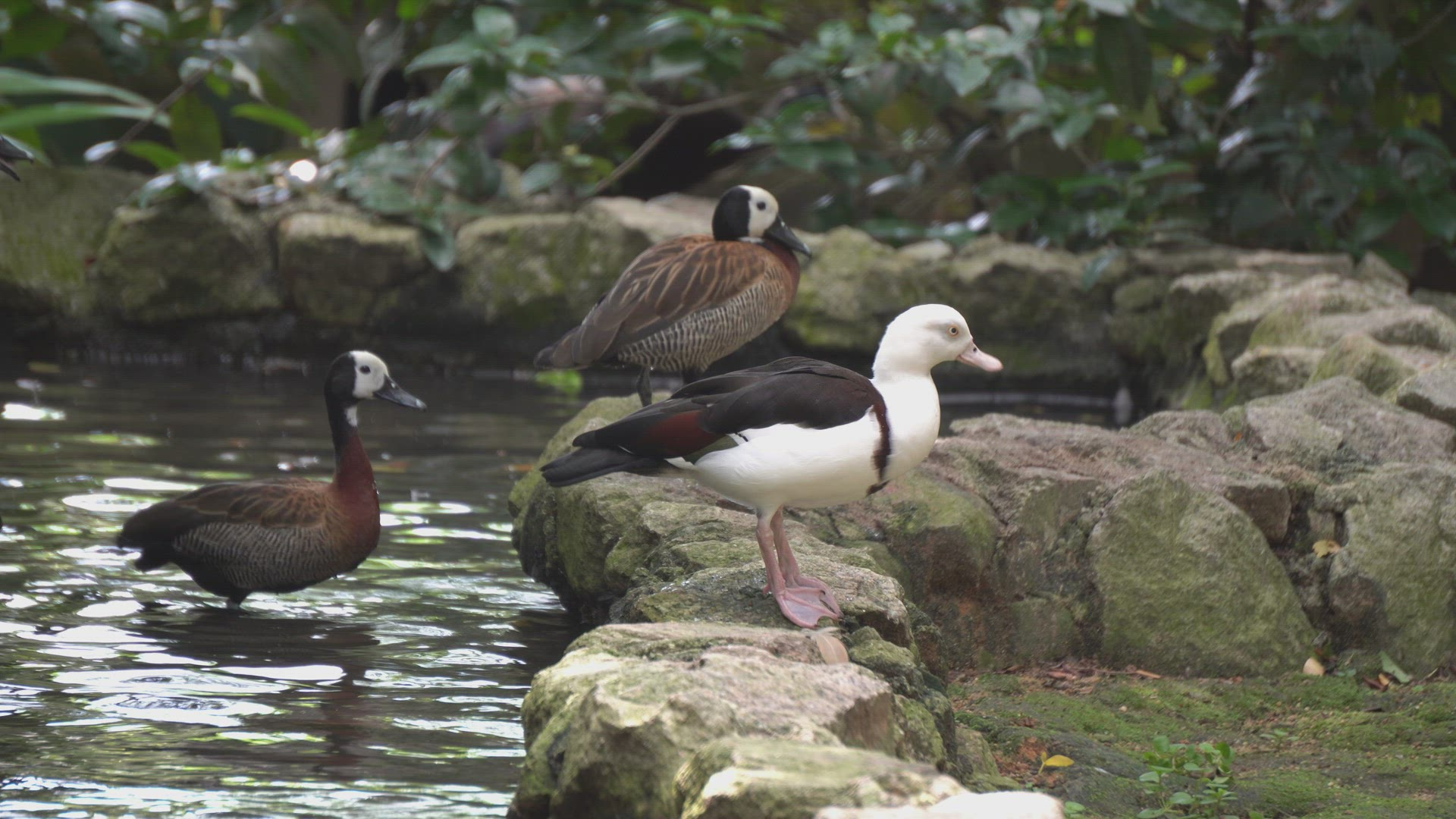 Wild goose in the pond at bird park.