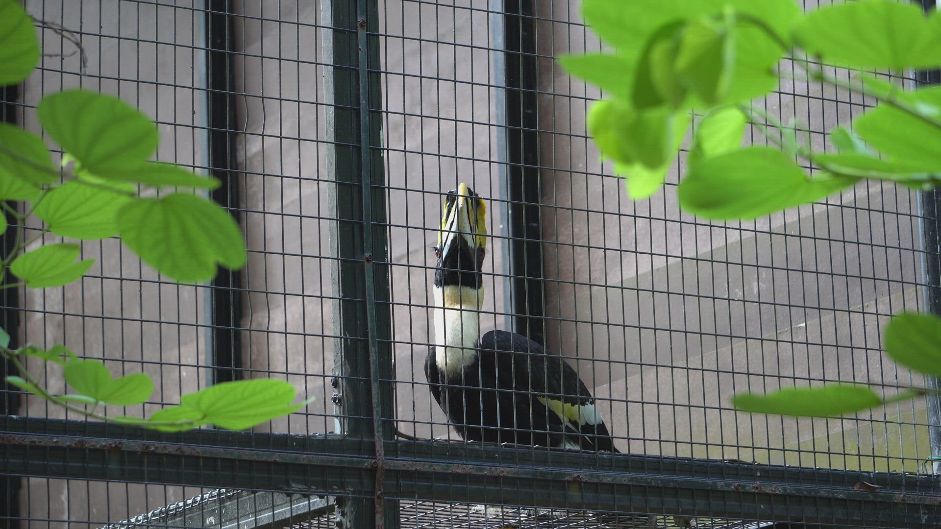 A hornbill bird in the bird park. 