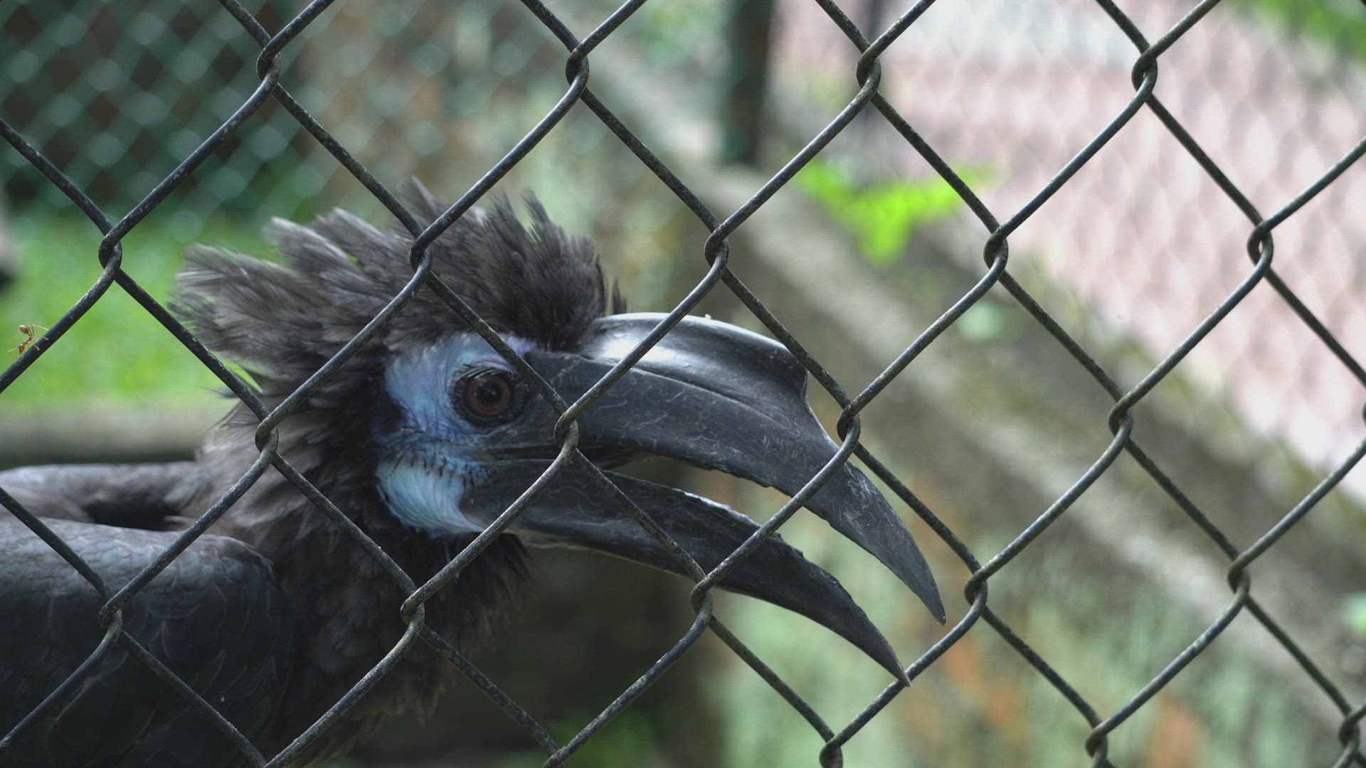 A hornbill bird in the cage.