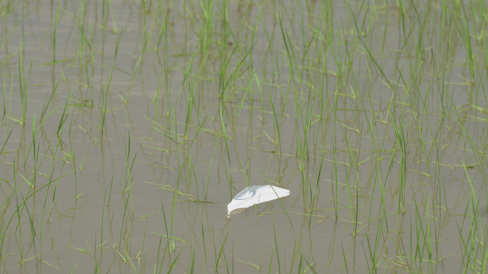 A white feather is blown by wind