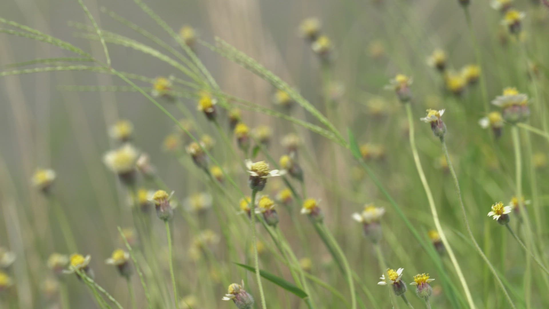Flower is blown by wind.