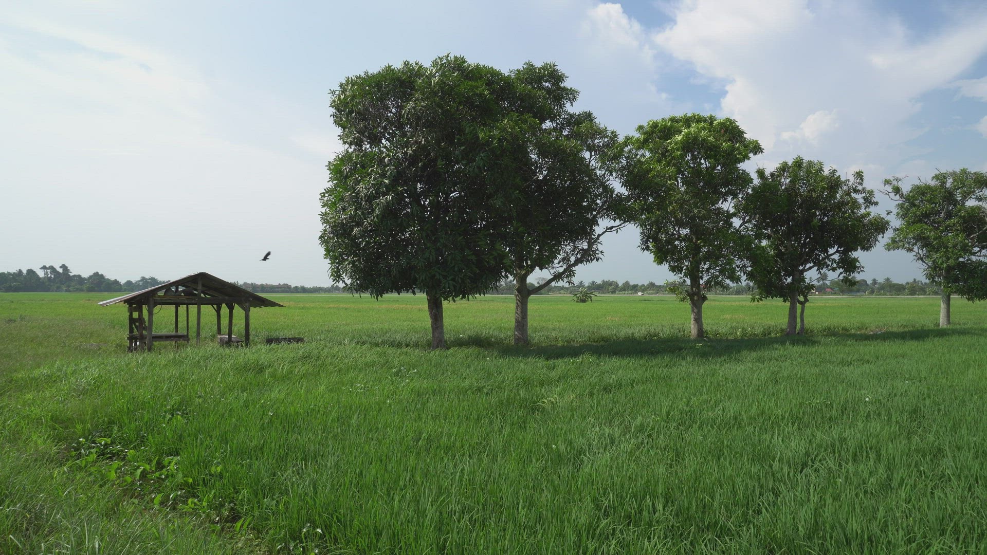 Panning the green trees beside little hut