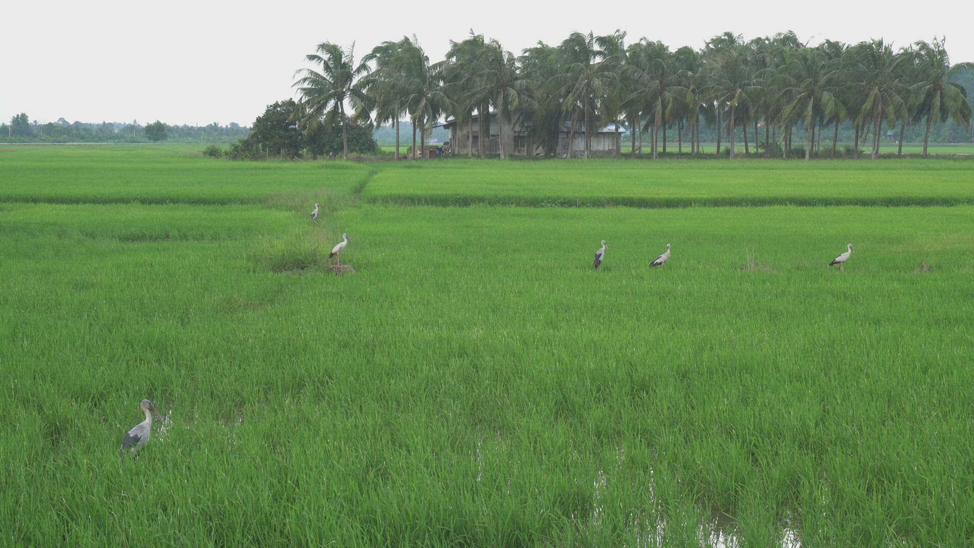 Asian open bill stay in paddy field 