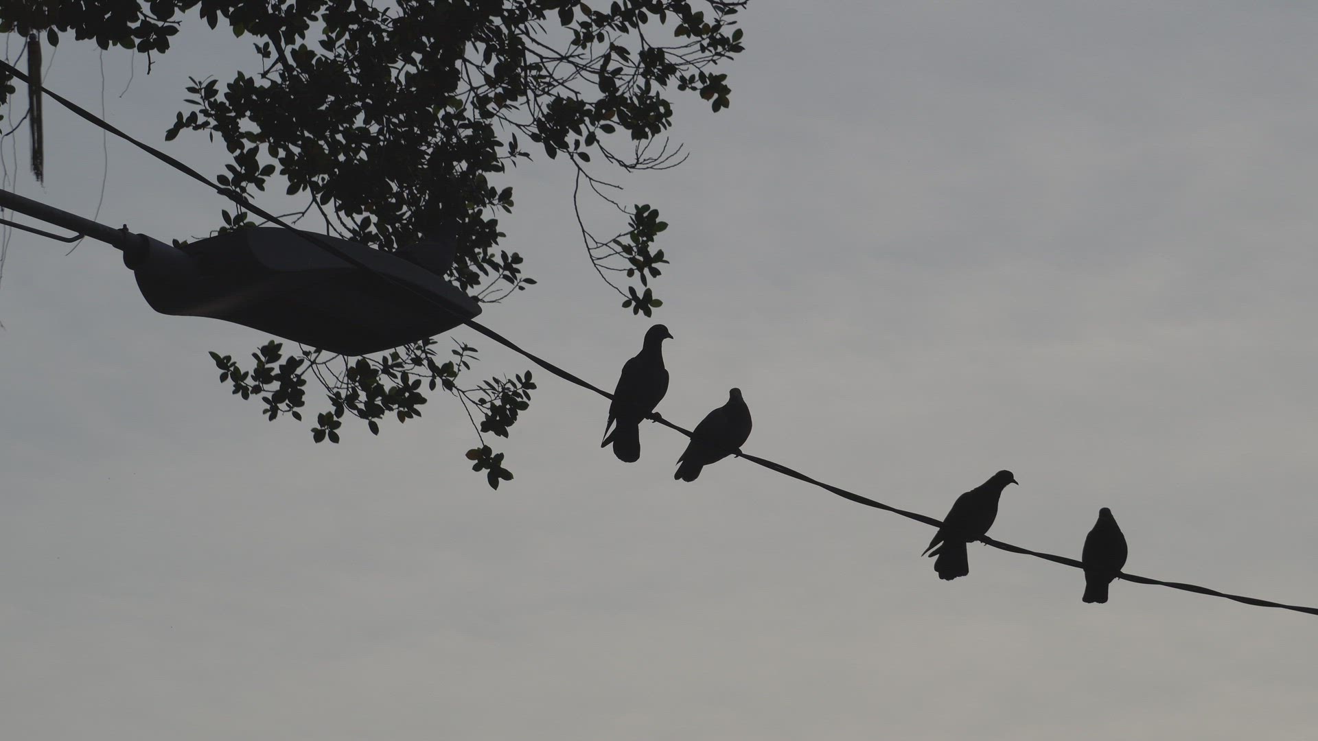 Silhouette group of pigeons stand 
