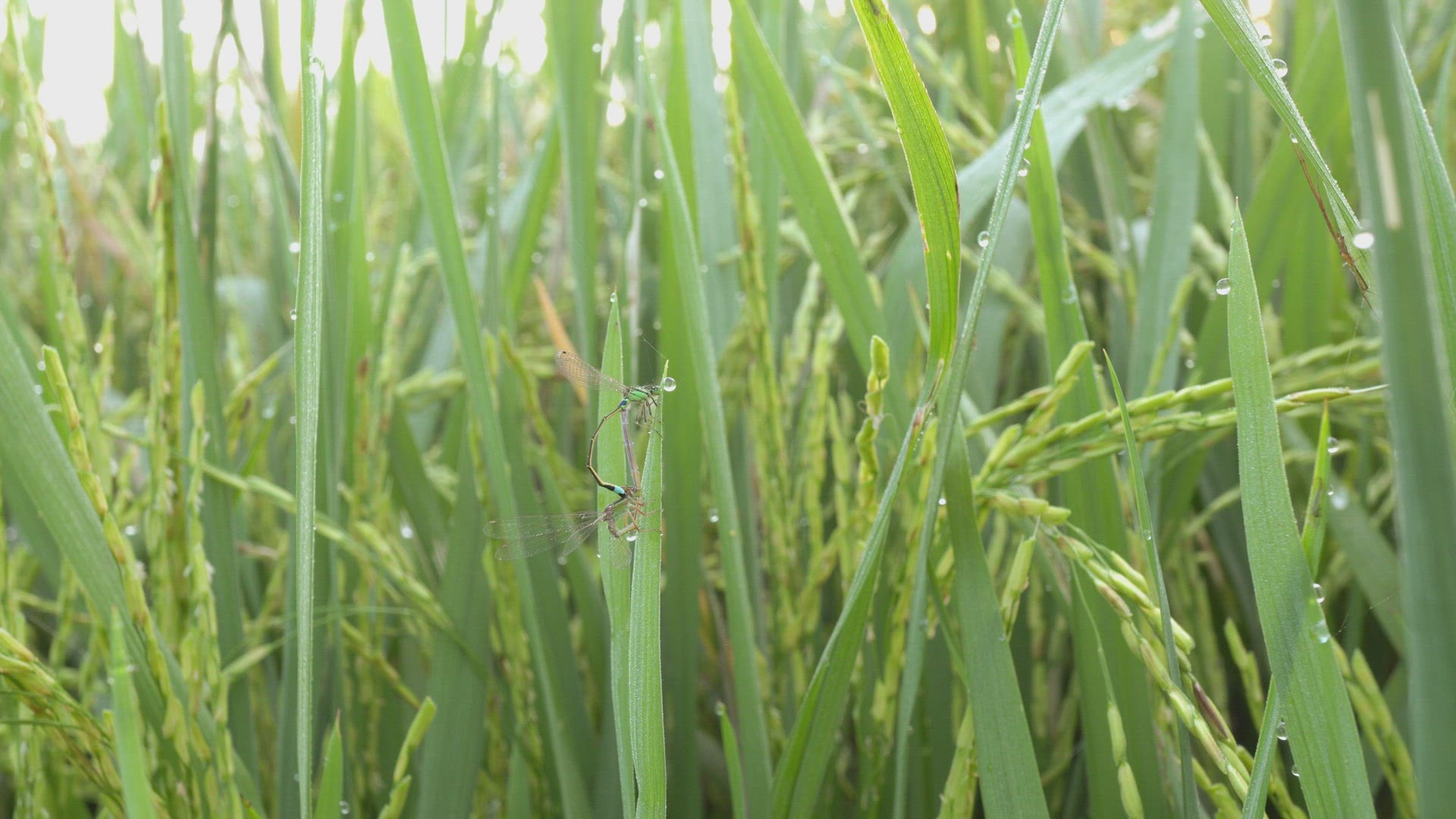 Damselflies copulating (Ischnura denticolis) is mating