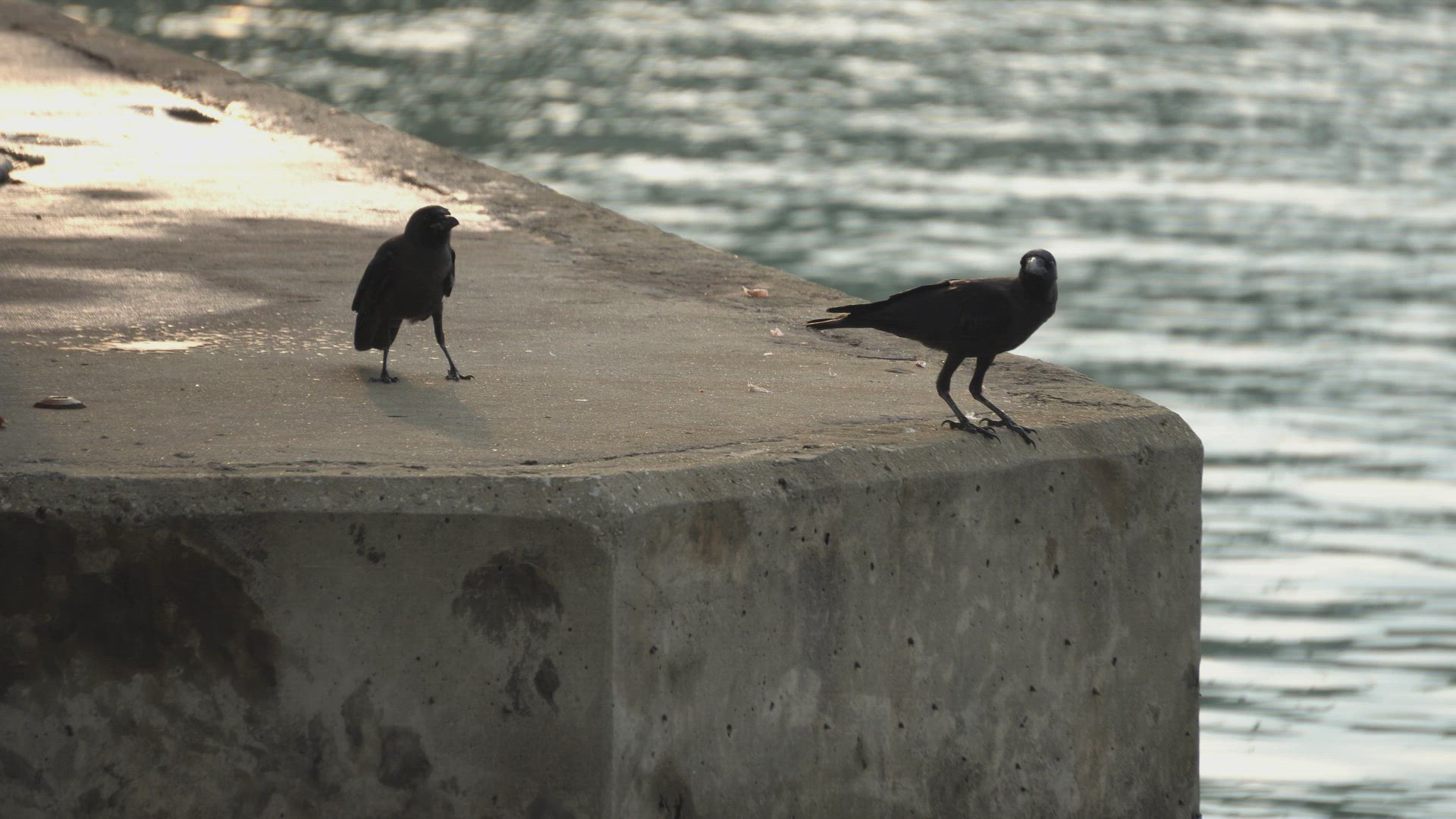 A crow is bite the paper and fly towards partner