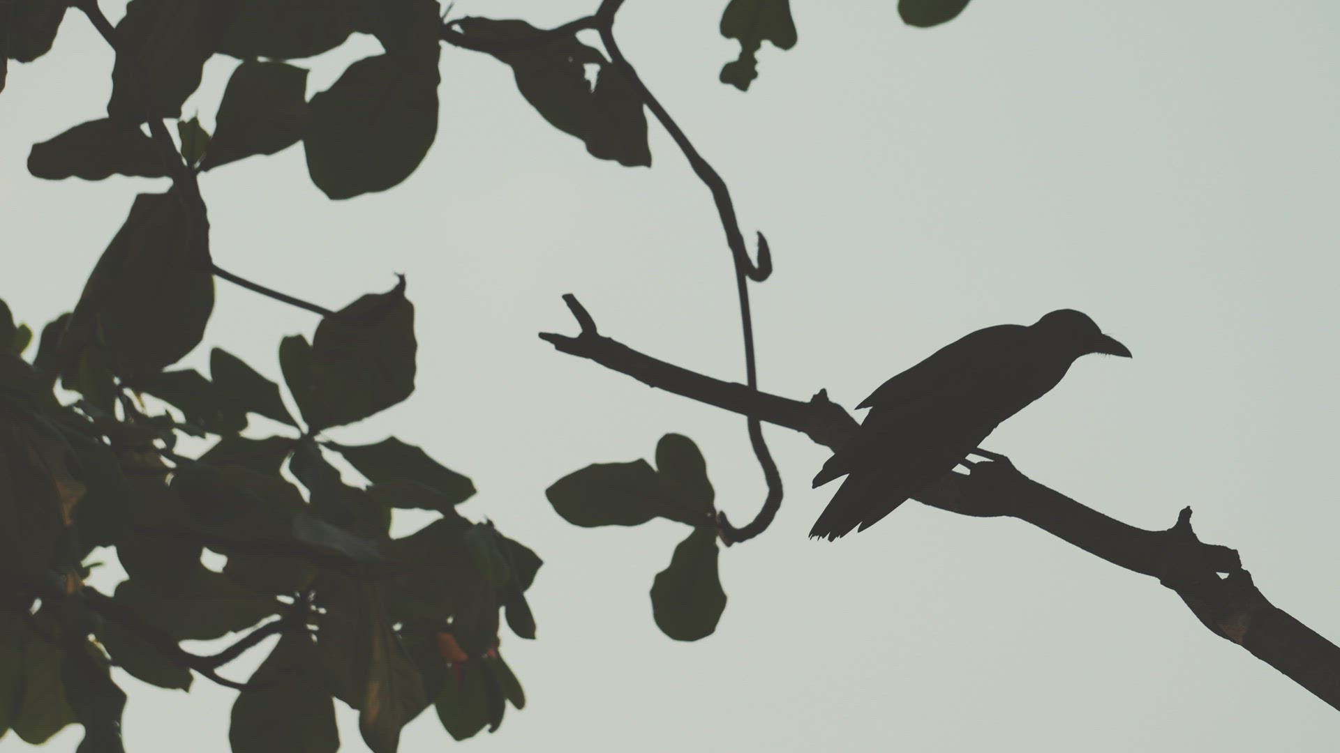 Silhouette selection focus crow stand the the branch