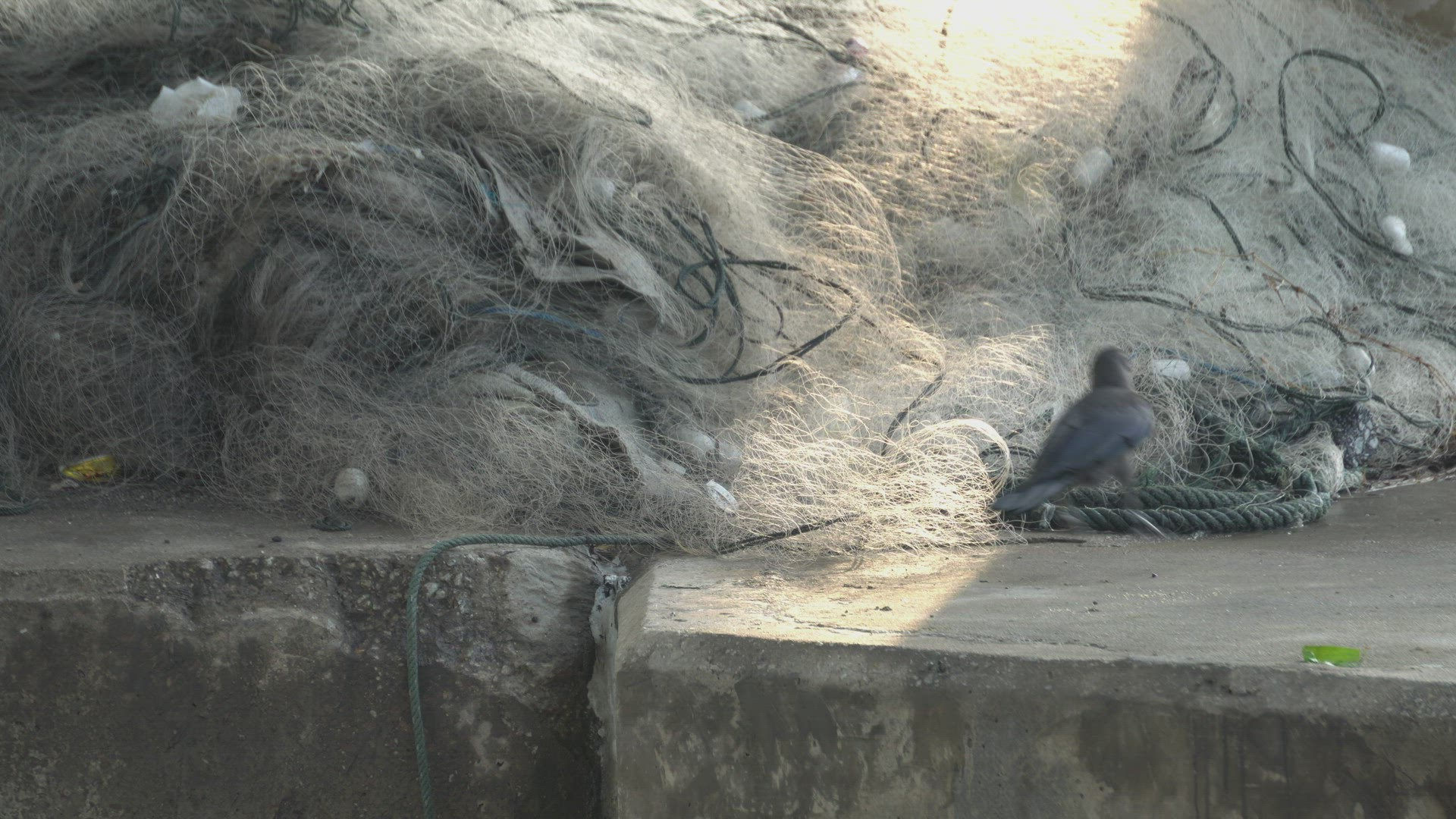 A crow is search food 