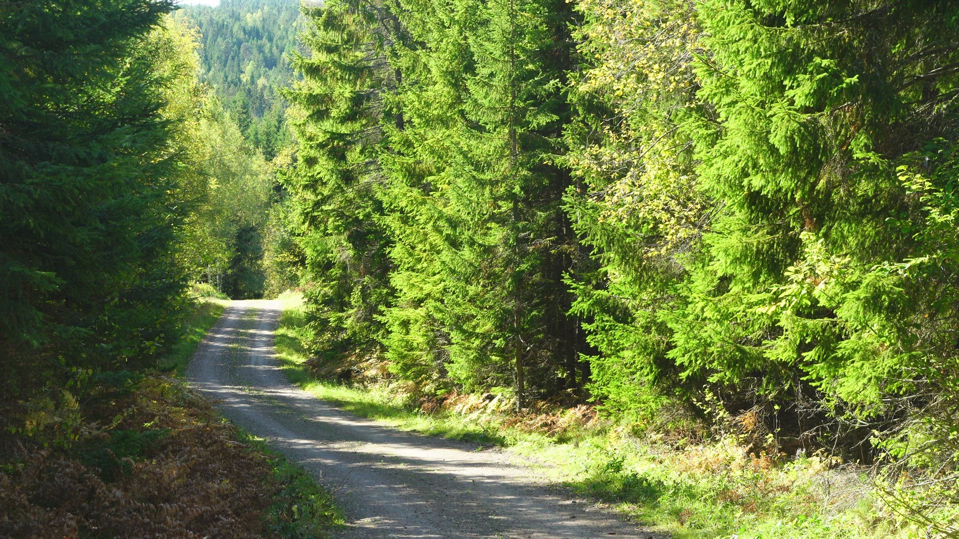 small country road in forest - end of the road