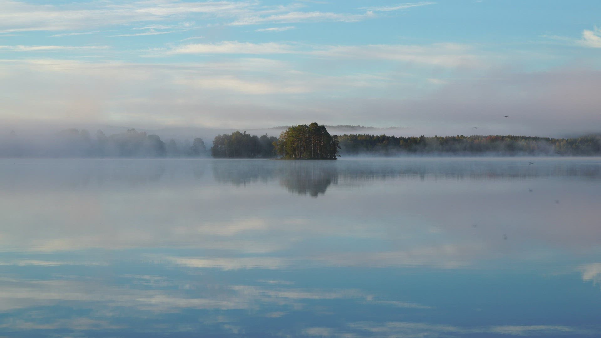 foggy and misty lake in the morning - birds flying - mirror image