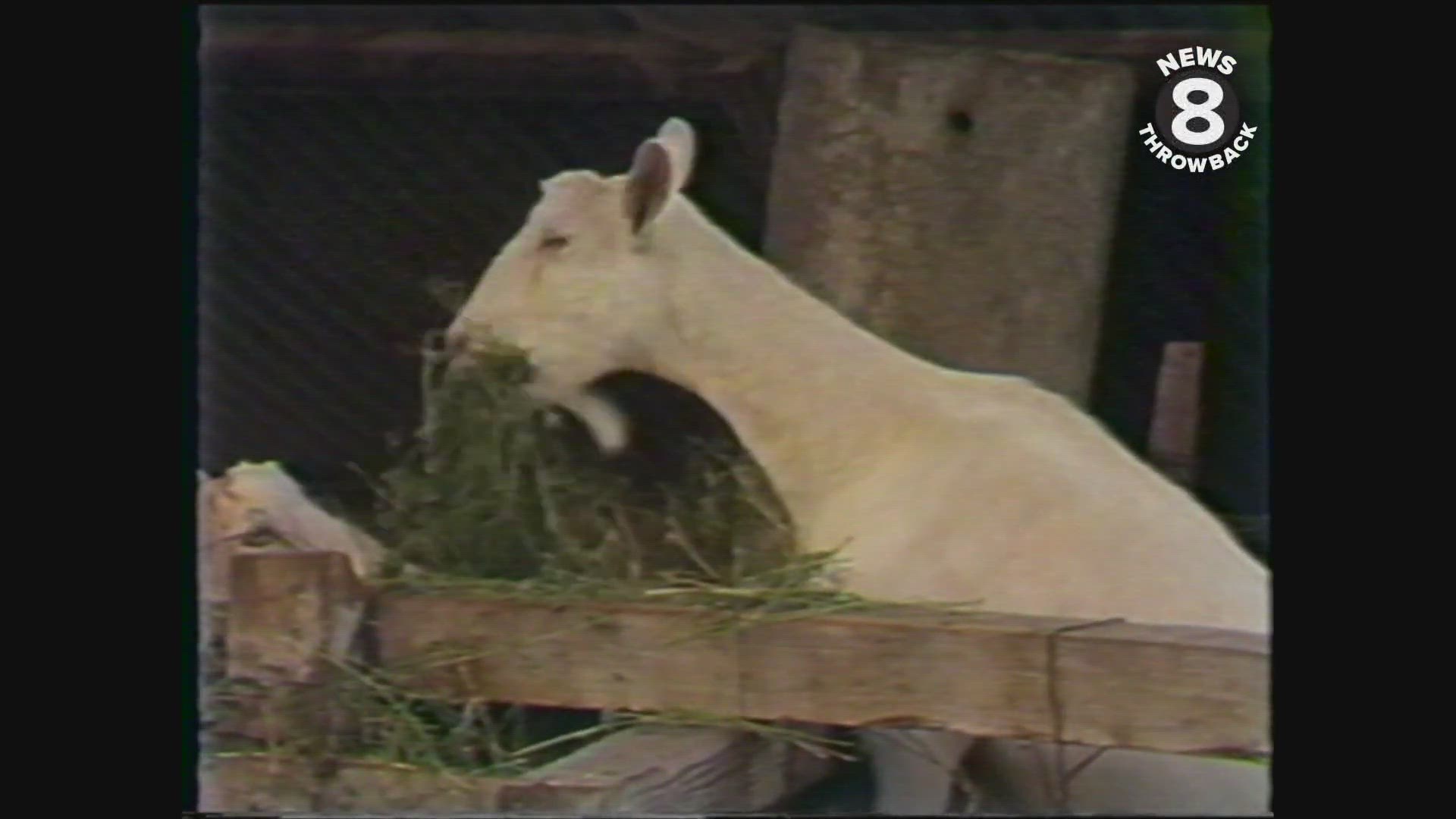 The last farm in Mission Valley 1977
