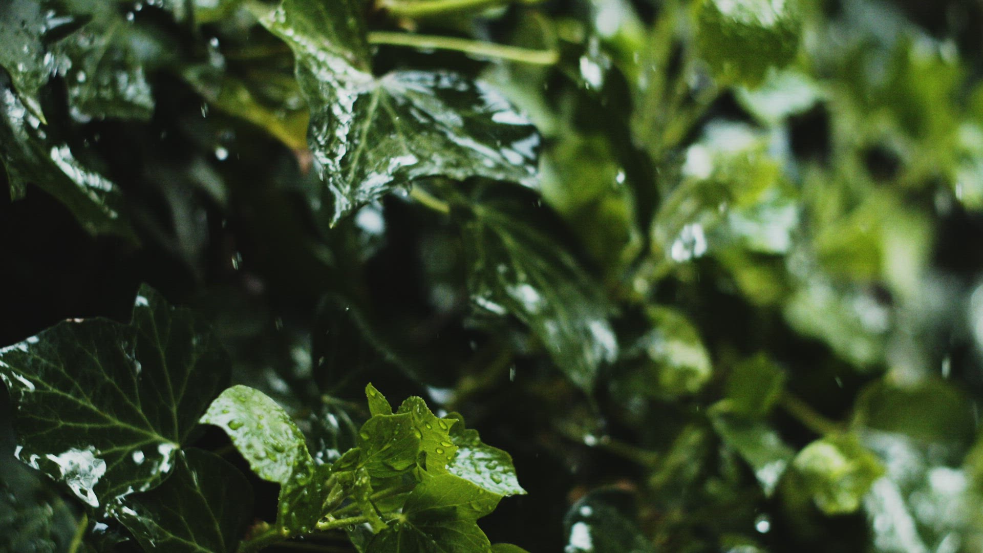 Heavy rain on ivy