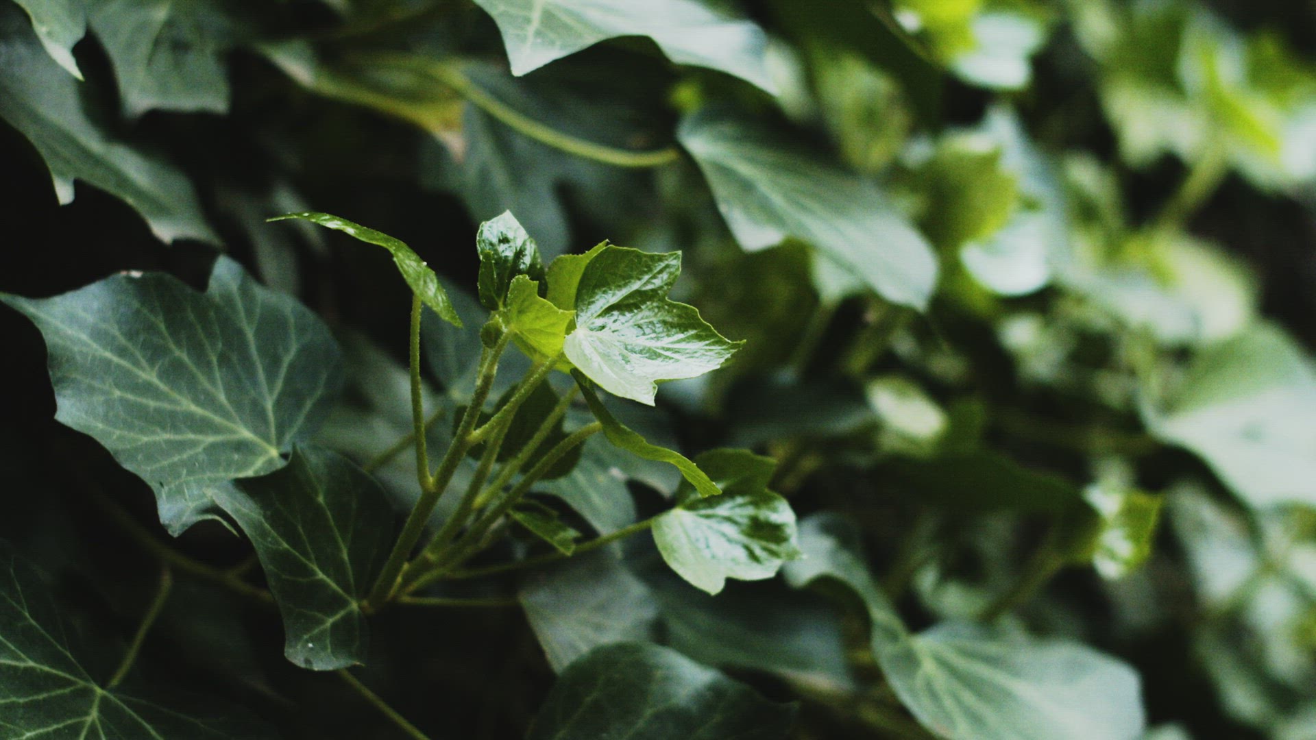 Start of rain on ivy