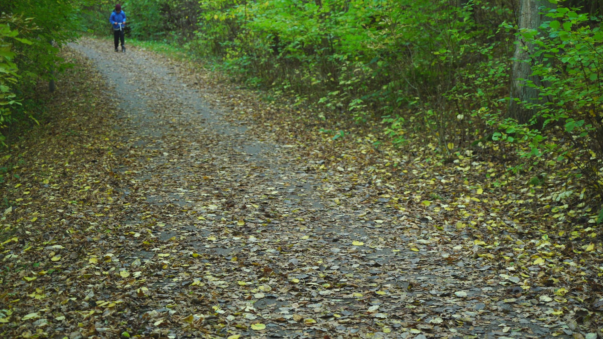 boy on kickbike - small road with autumn leaves