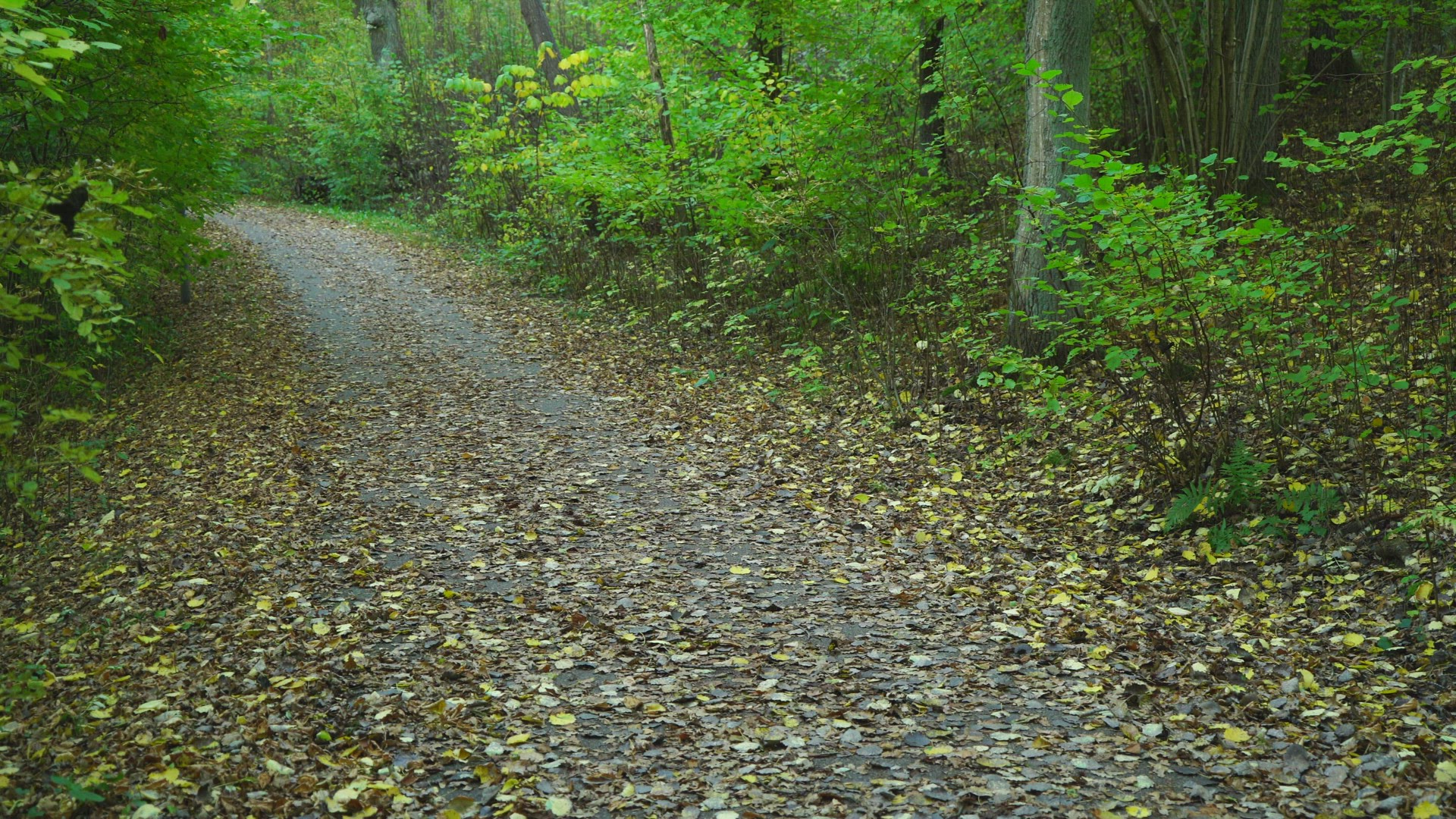boy riding on kick bike - small road with autumn leaves