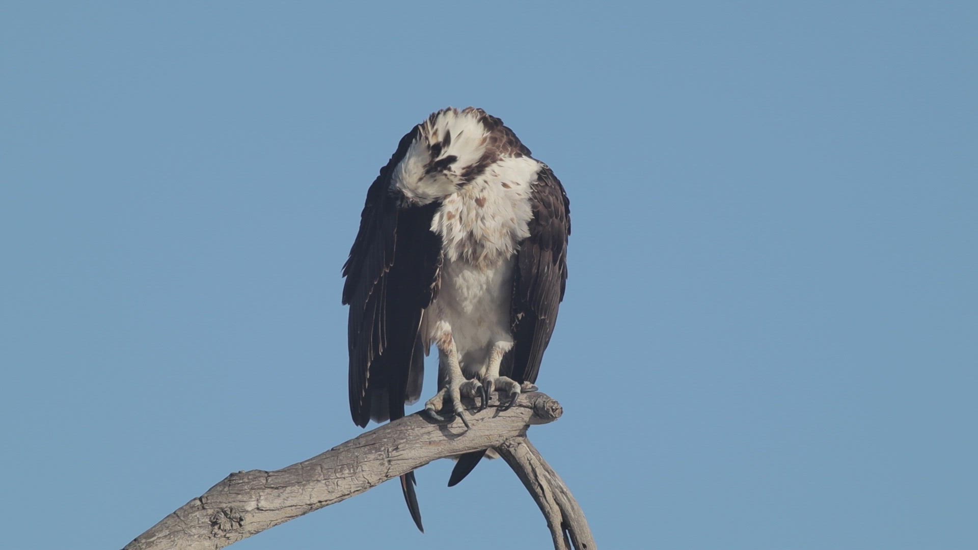 Osprey preens its feathers