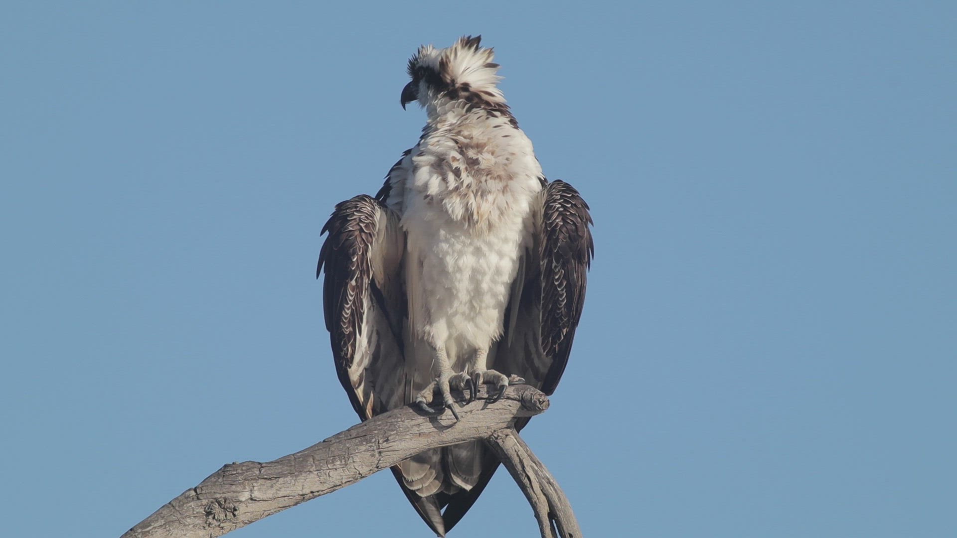 Osprey ruffles its feathers